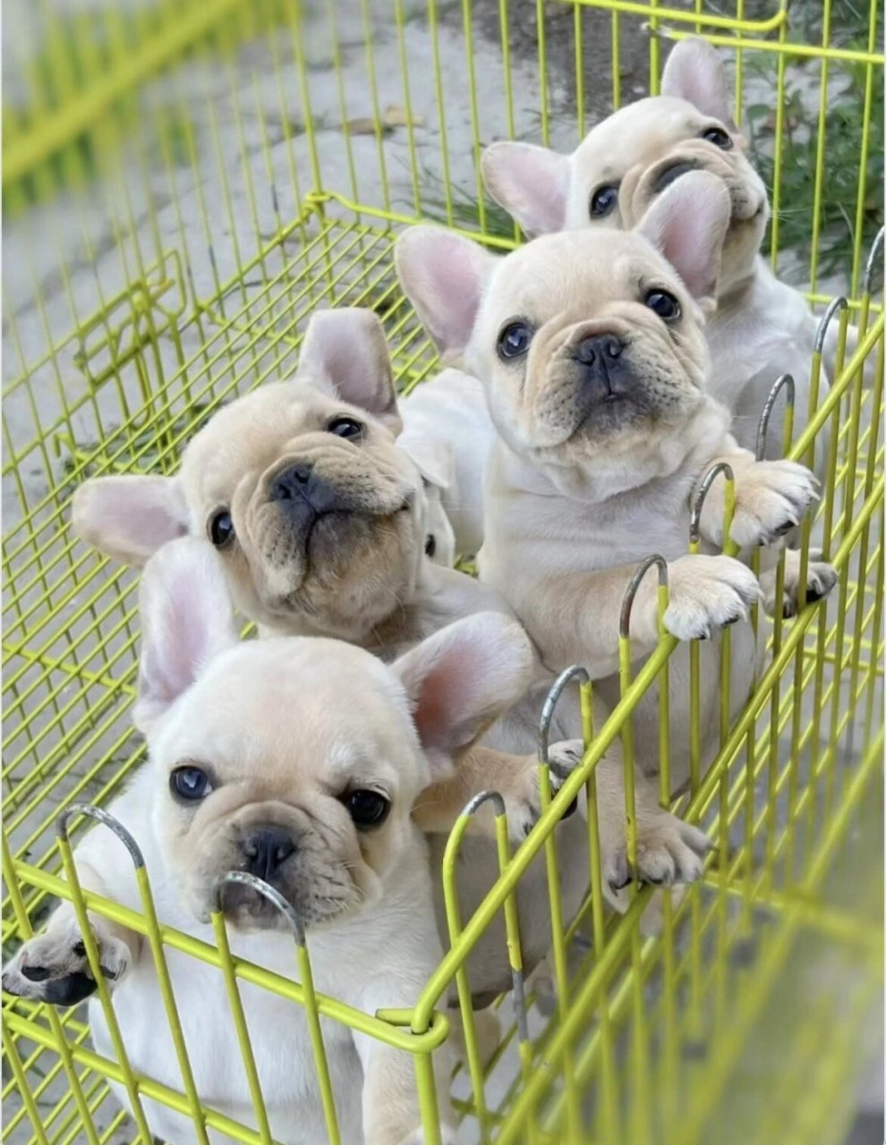 法国斗牛犬幼犬 法斗幼犬法牛幼犬,斗牛犬法斗幼犬宠物狗 健康,小狗打