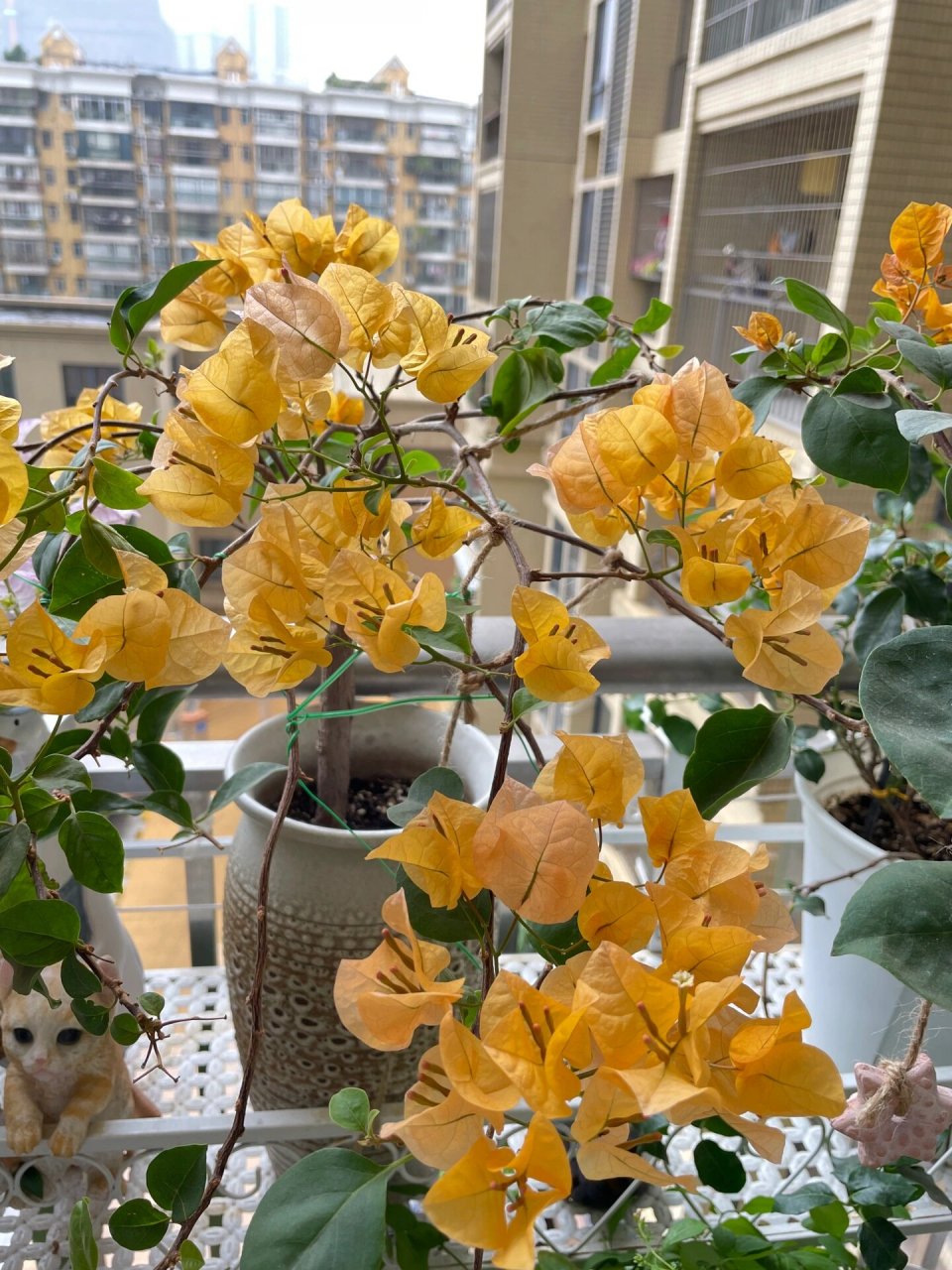东阳台 | 非常勤花的加州黄金(三角梅) 这个加州黄金三角梅在我东阳台