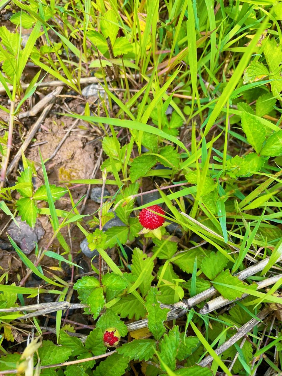 这种野生草莓你们吃过吗?