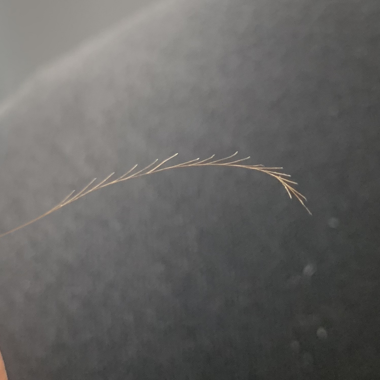 头发分叉成这样还有救吗 上班无聊突然看到的 漂染了无数次是不是只能