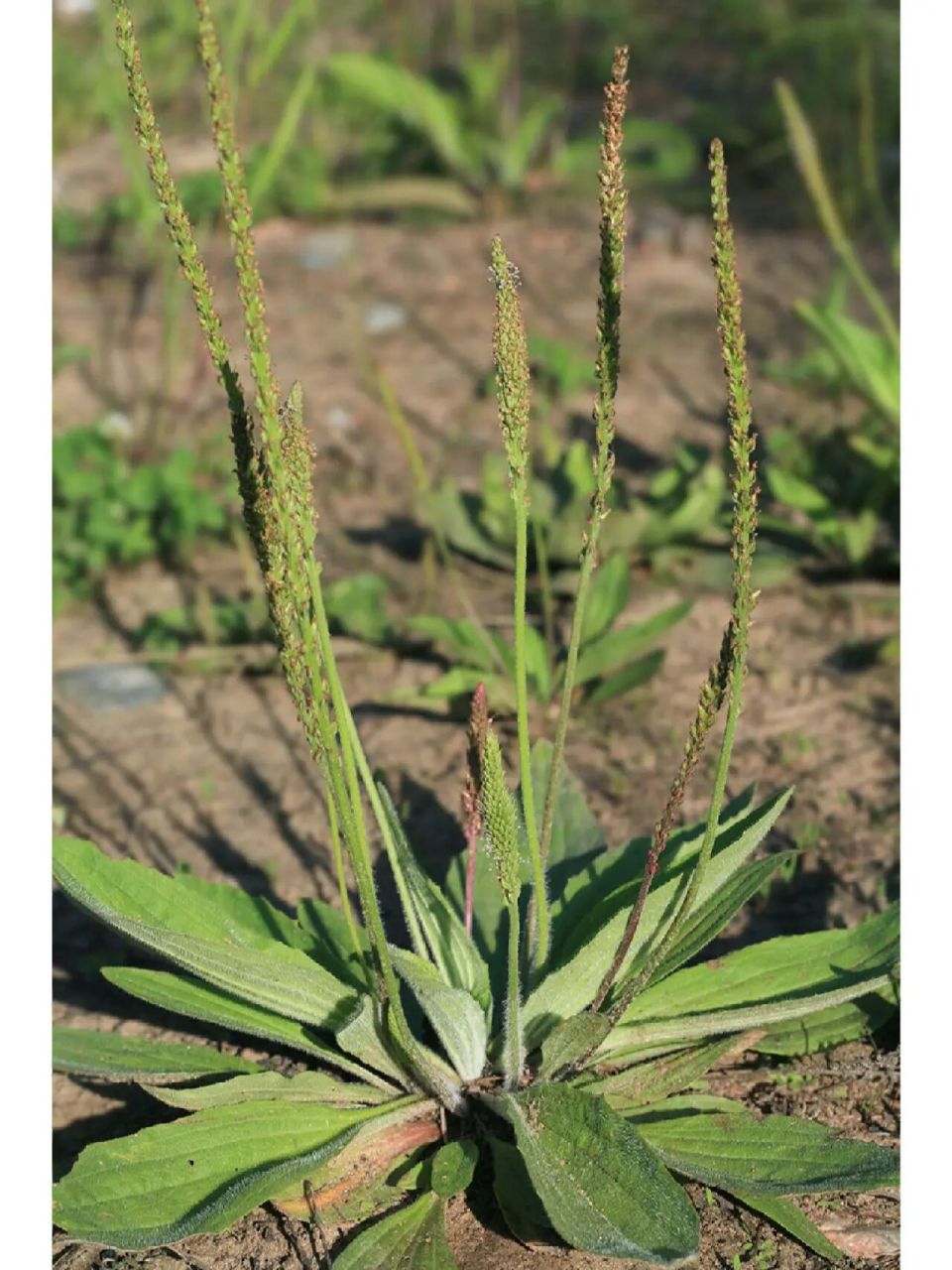 吉林省野菜——车轱辘菜(车前)  一种,大叶子,叶片光滑,根部薅出来的