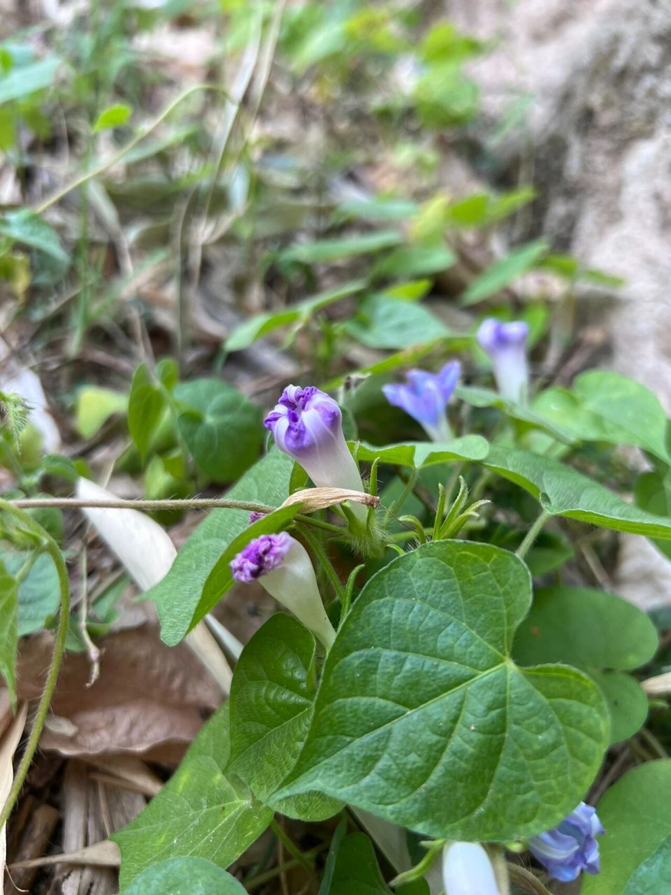 牵牛花 | 未开的花苞都是绝色,可惜全株有毒 花名:圆叶牵牛 科属:旋花
