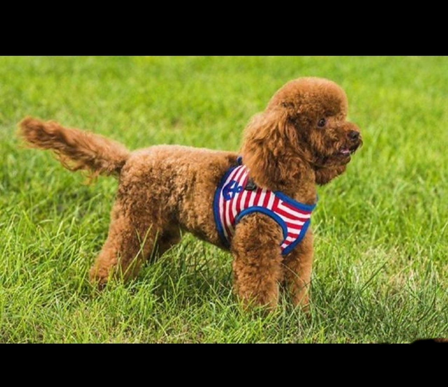 断尾教程的笔记,遭到了不同程度的指责,百度了几张长尾巴的泰迪图片