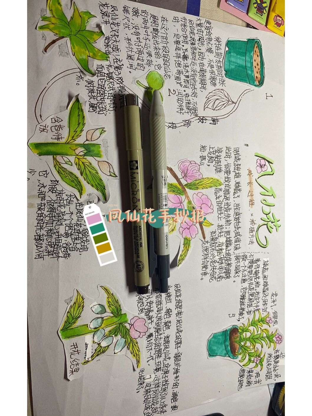 凤仙花手抄报90