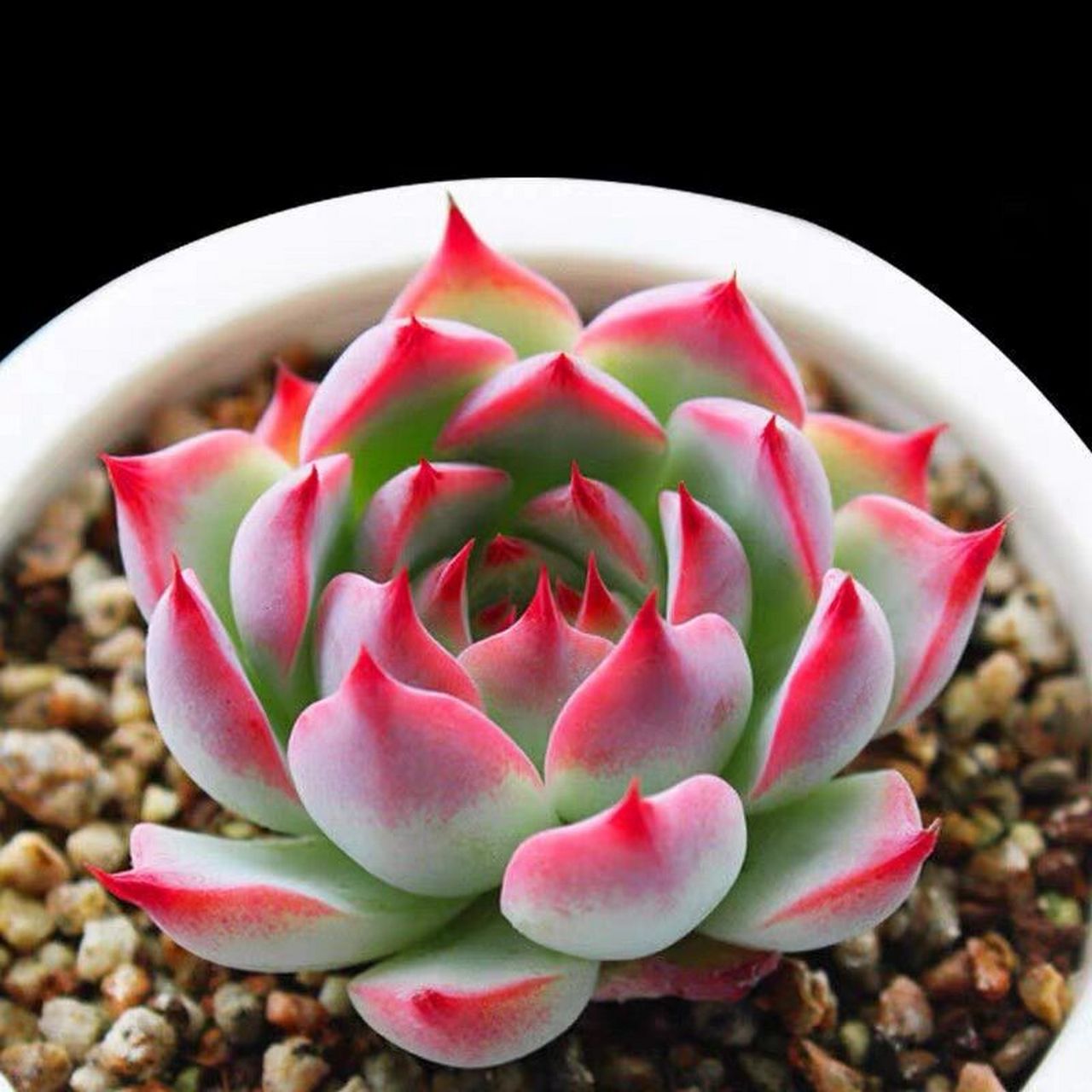 吉娃娃又叫吉娃莲,是景天科石莲属的多肉植物.