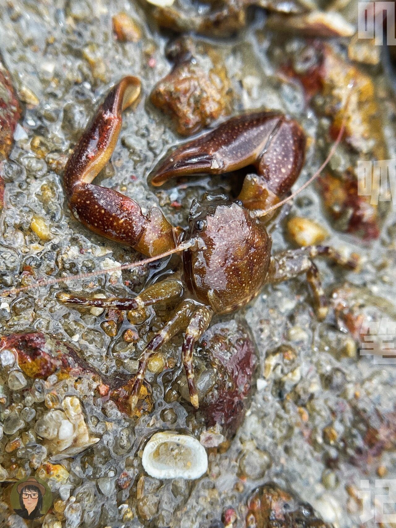 赶海笔记|厦门海边像蟹又不是蟹的岩瓷蟹 94这些是我在厦门海滩见到