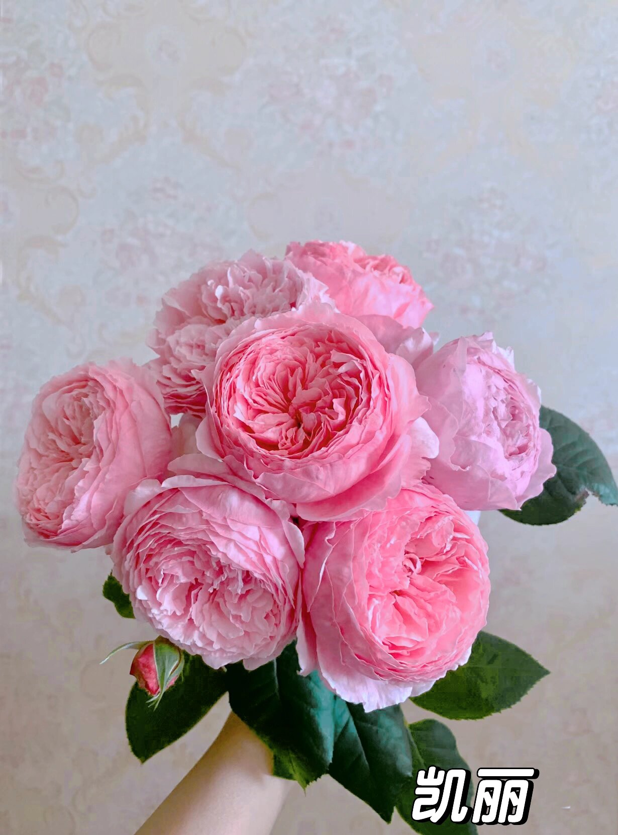 切花月季品种推荐 切花月季品种很多,推荐一些个人很喜欢的优秀品种