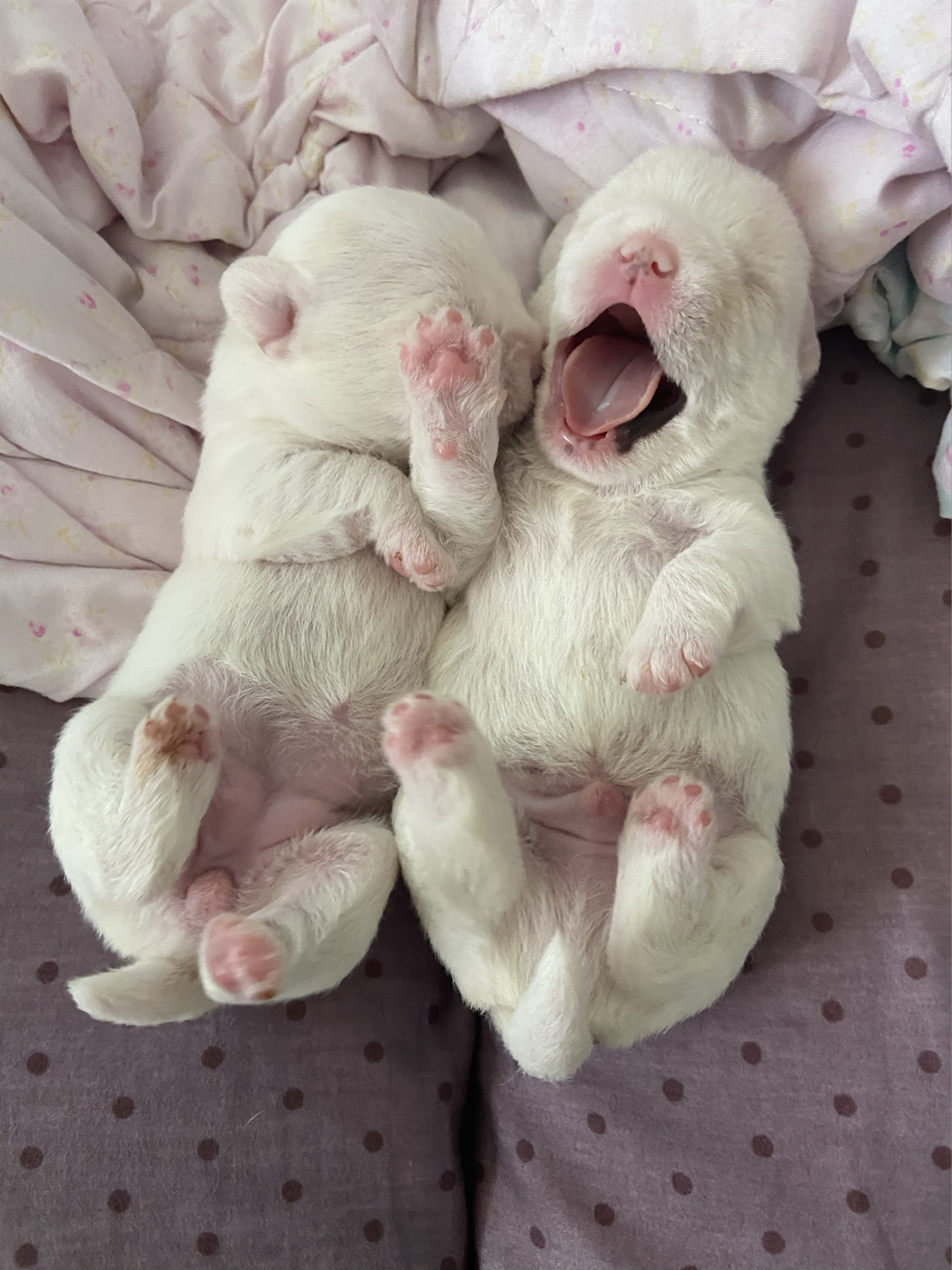 法斗 比熊 串串96 逗比们长大啦 都睁眼的第一天～奶萌奶萌的