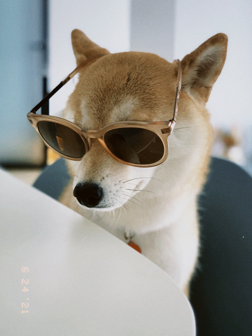 柴犬头像|墨镜一戴,谁都不爱