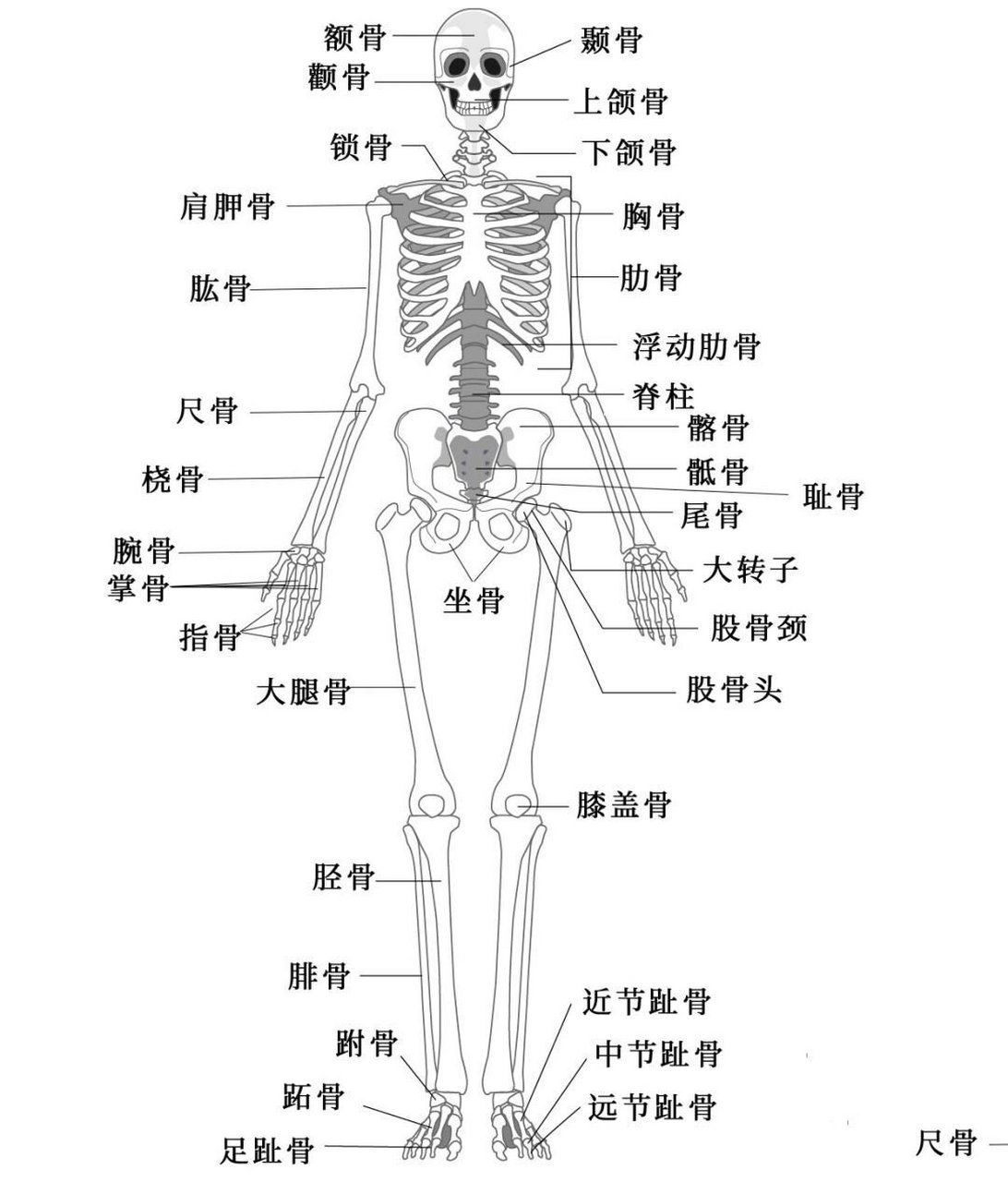 骨骼构成 简单图片