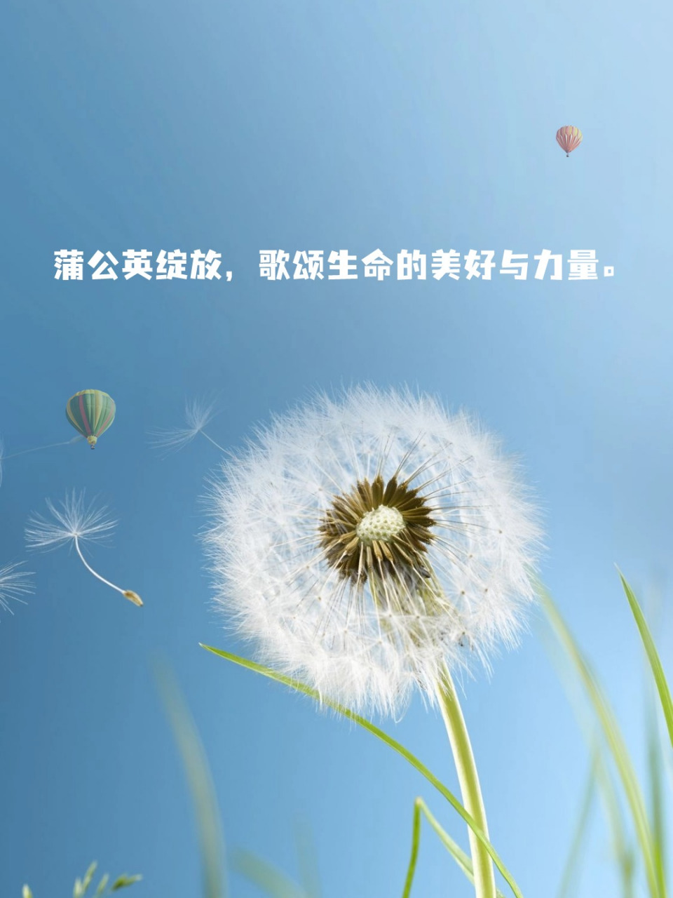 蒲公英的花语 蒲公英,这朵随风飘舞的小花,总带着一种自由与不羁的