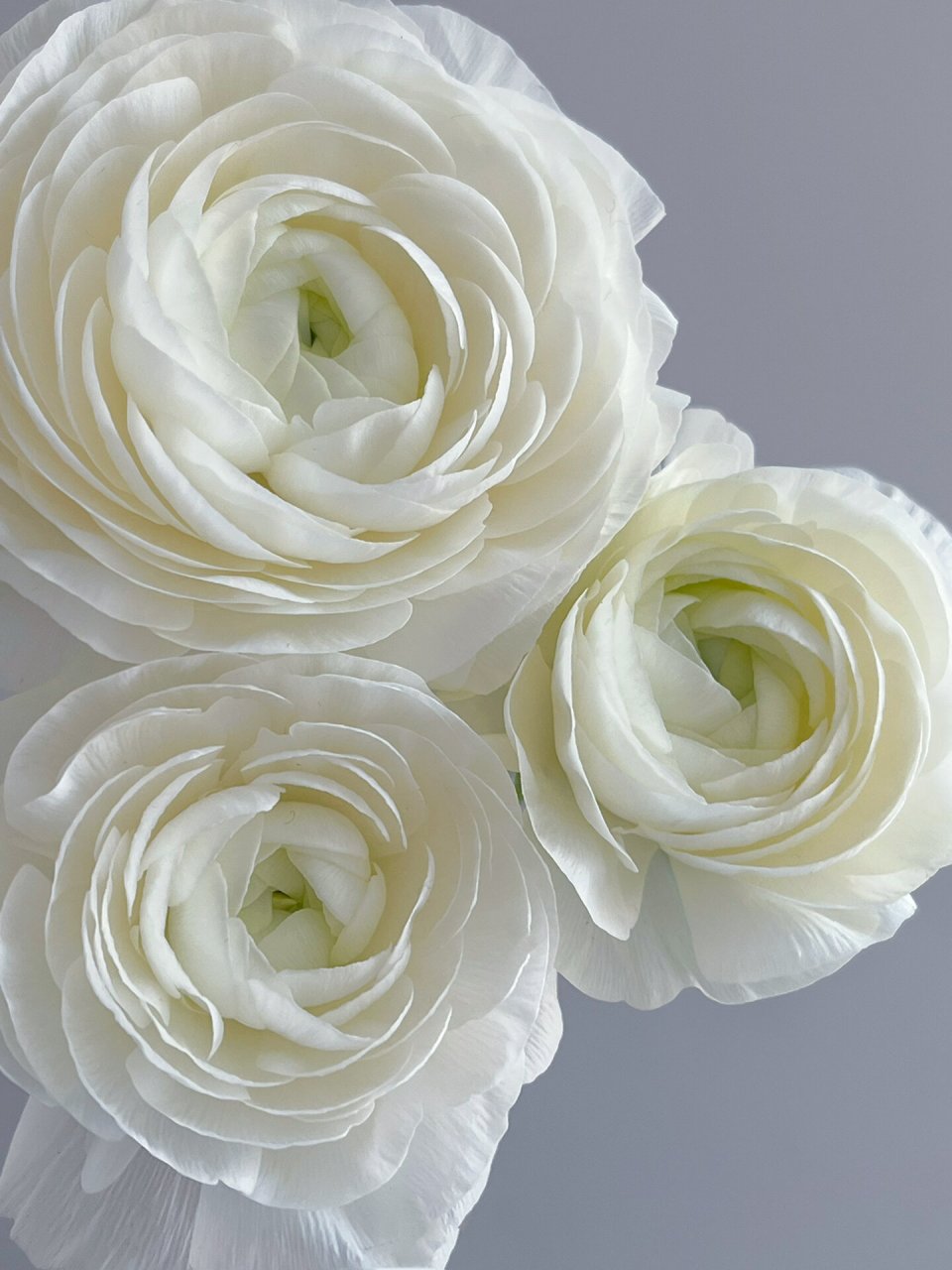 白色洋牡丹 从此爱上了平平无奇的白色洋牡丹!