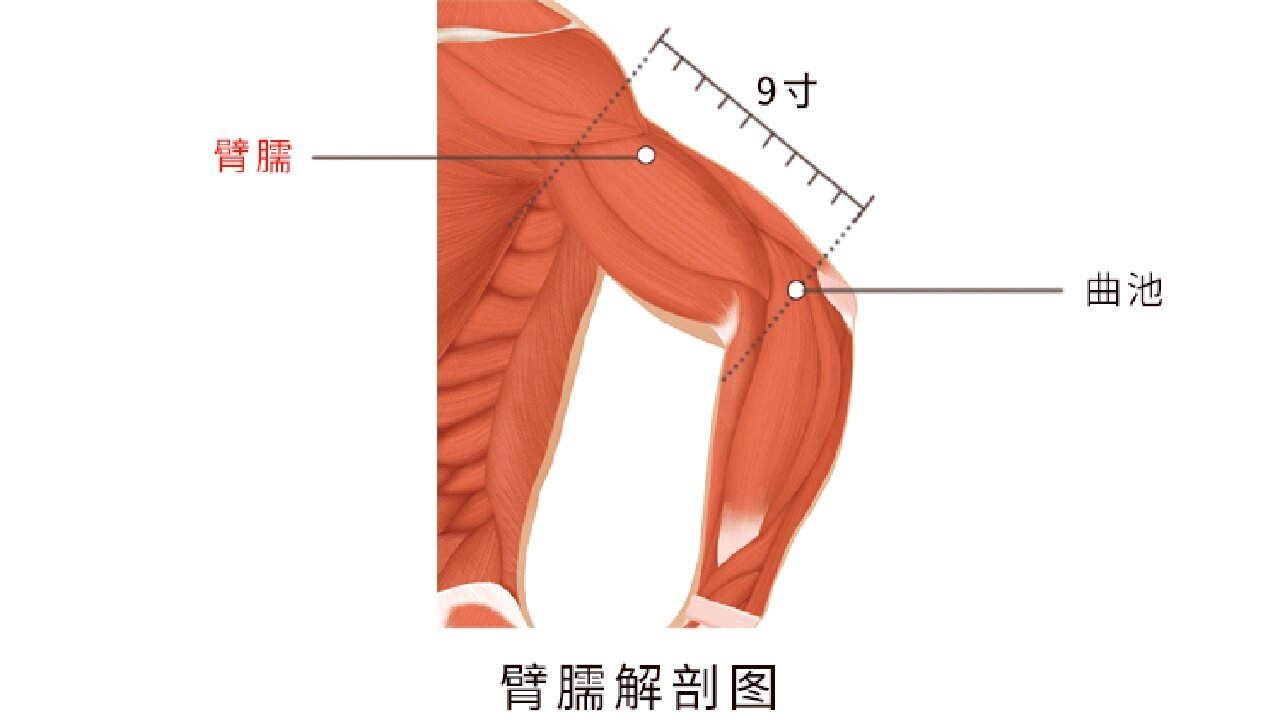 上臂背侧示意图图片