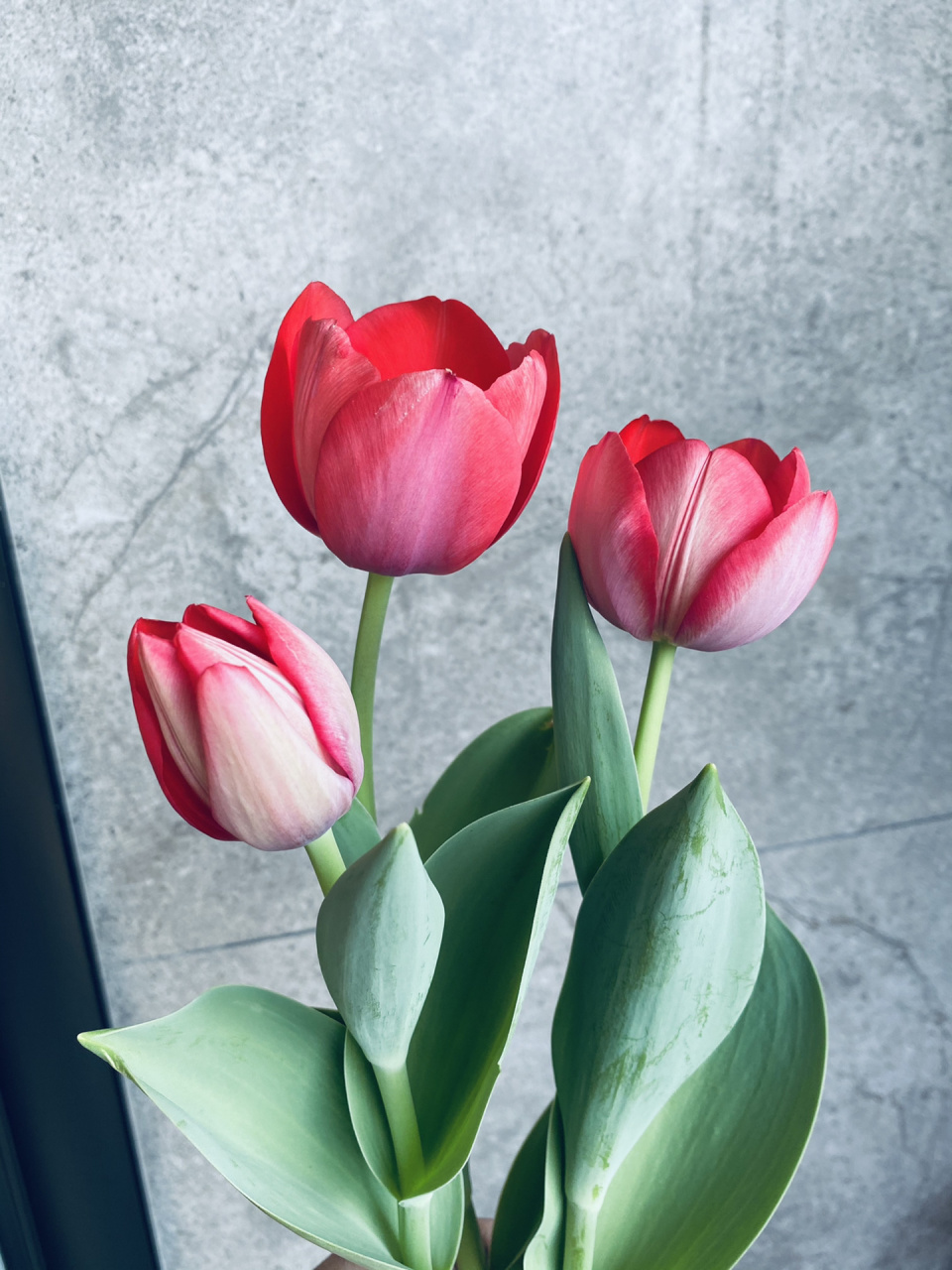 郁金香花语和寓意是什么? 1,白郁金香:纯情,纯洁;表示失恋,失去的爱.