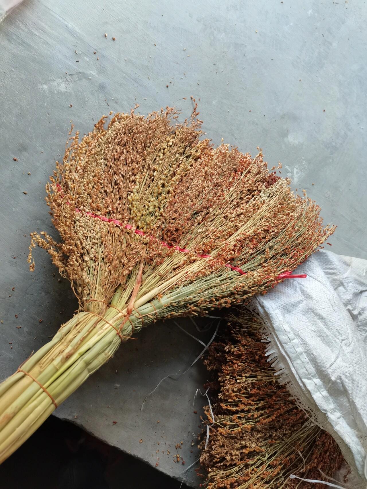 高粱扫帚竟然这么贵