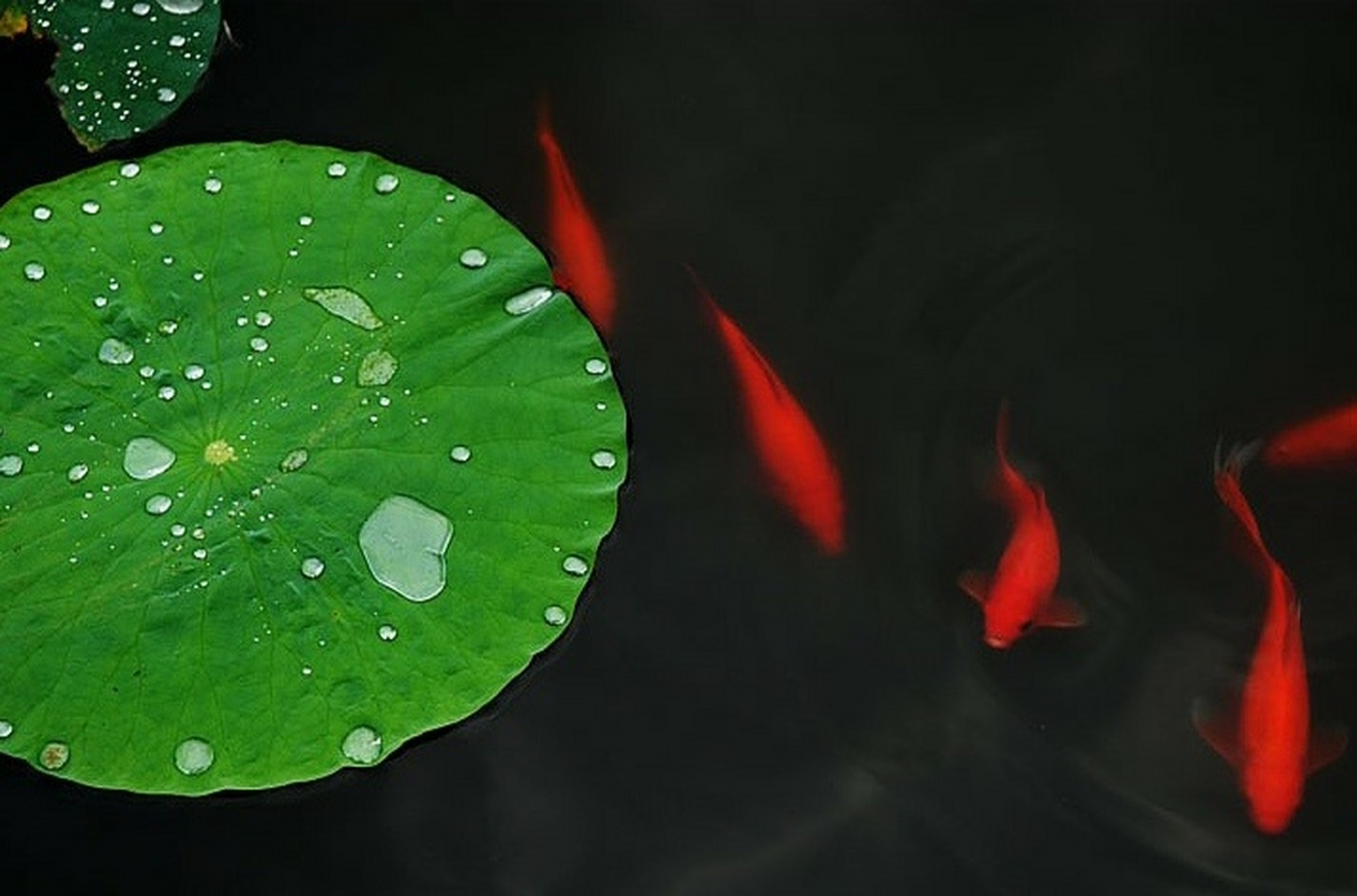 子非鱼,安知鱼之乐.