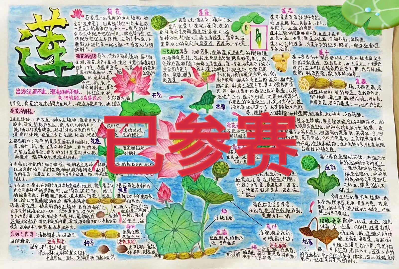 自然笔记(荷花)