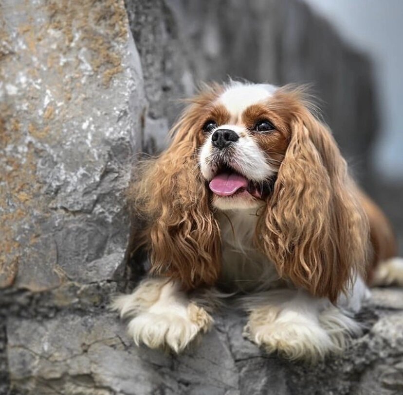 查理王小猎犬 贵族修勾 爱不释手 查理士王小猎犬是差尔斯长毛垂耳犬