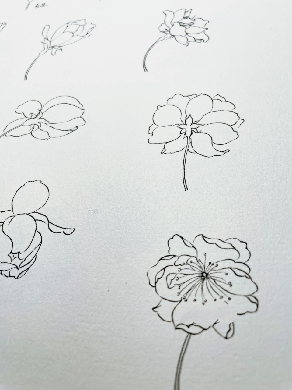 【花卉基础篇·花朵7·垂丝海棠】附画法 鼎怪兽:不同角度的单花朵