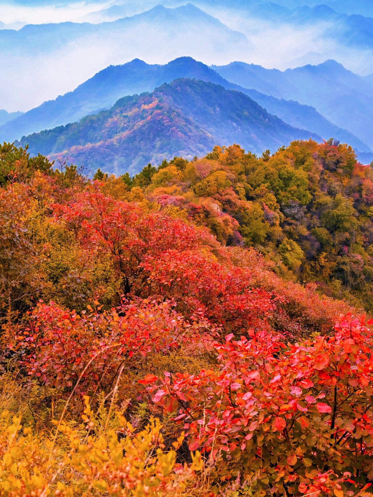 �深秋的秦岭,层林尽染的山川流水正焕发出一年里最后的绚丽,圭峰