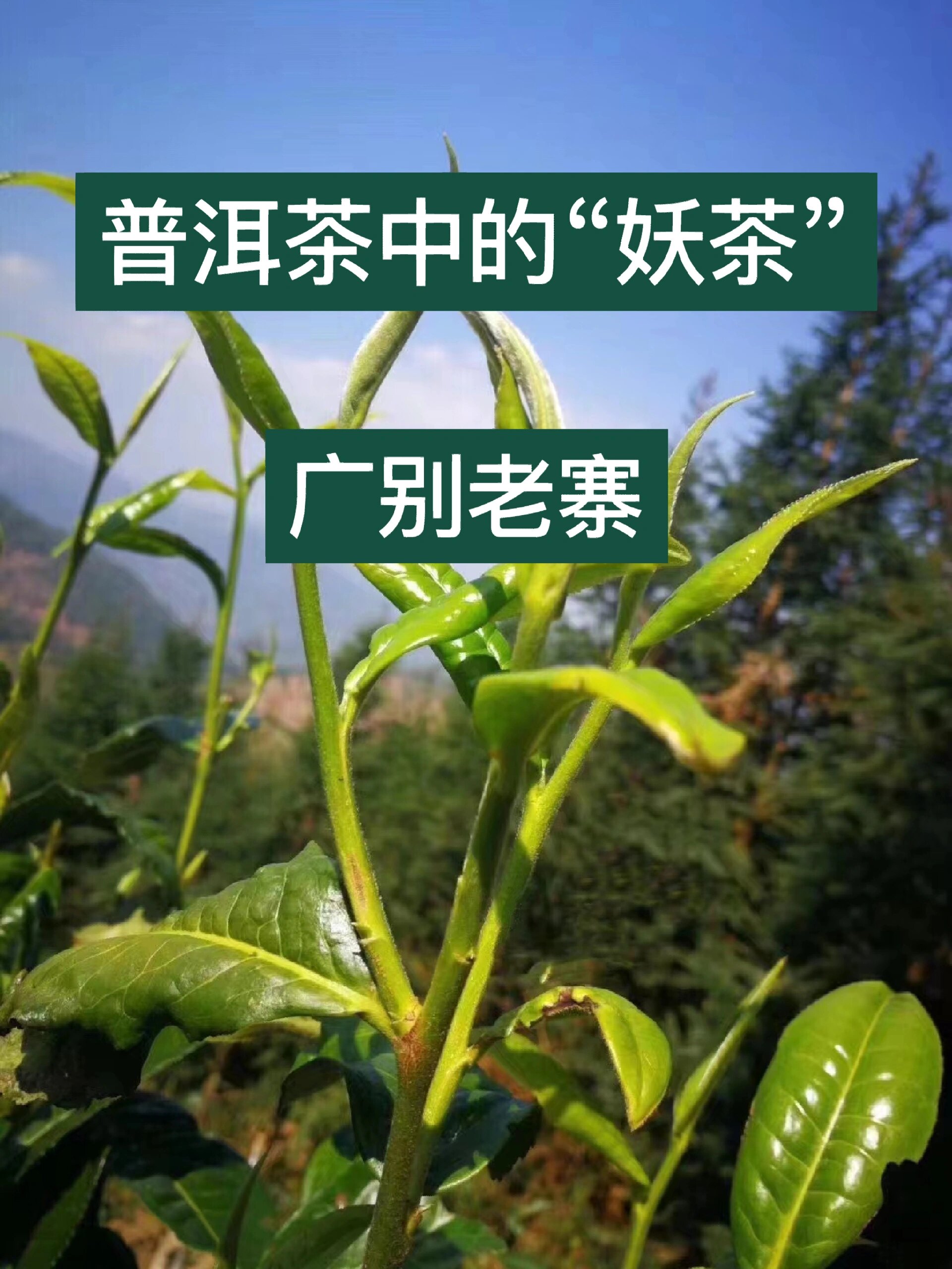 普洱茶知识|"妖茶"——广别老寨