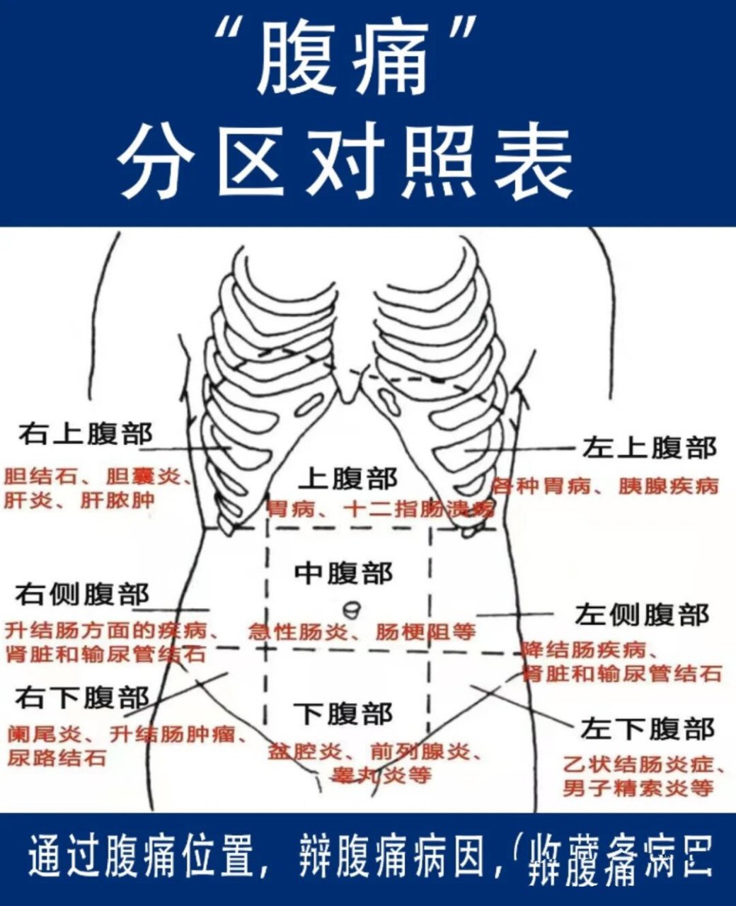 肚子部位分布图图片