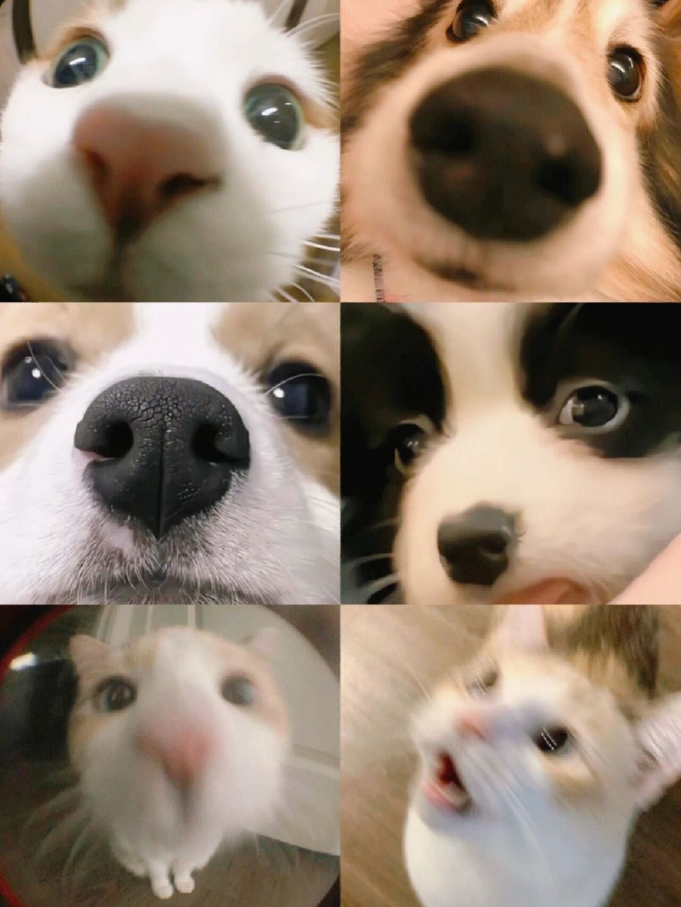 狗狗怼脸自拍图片