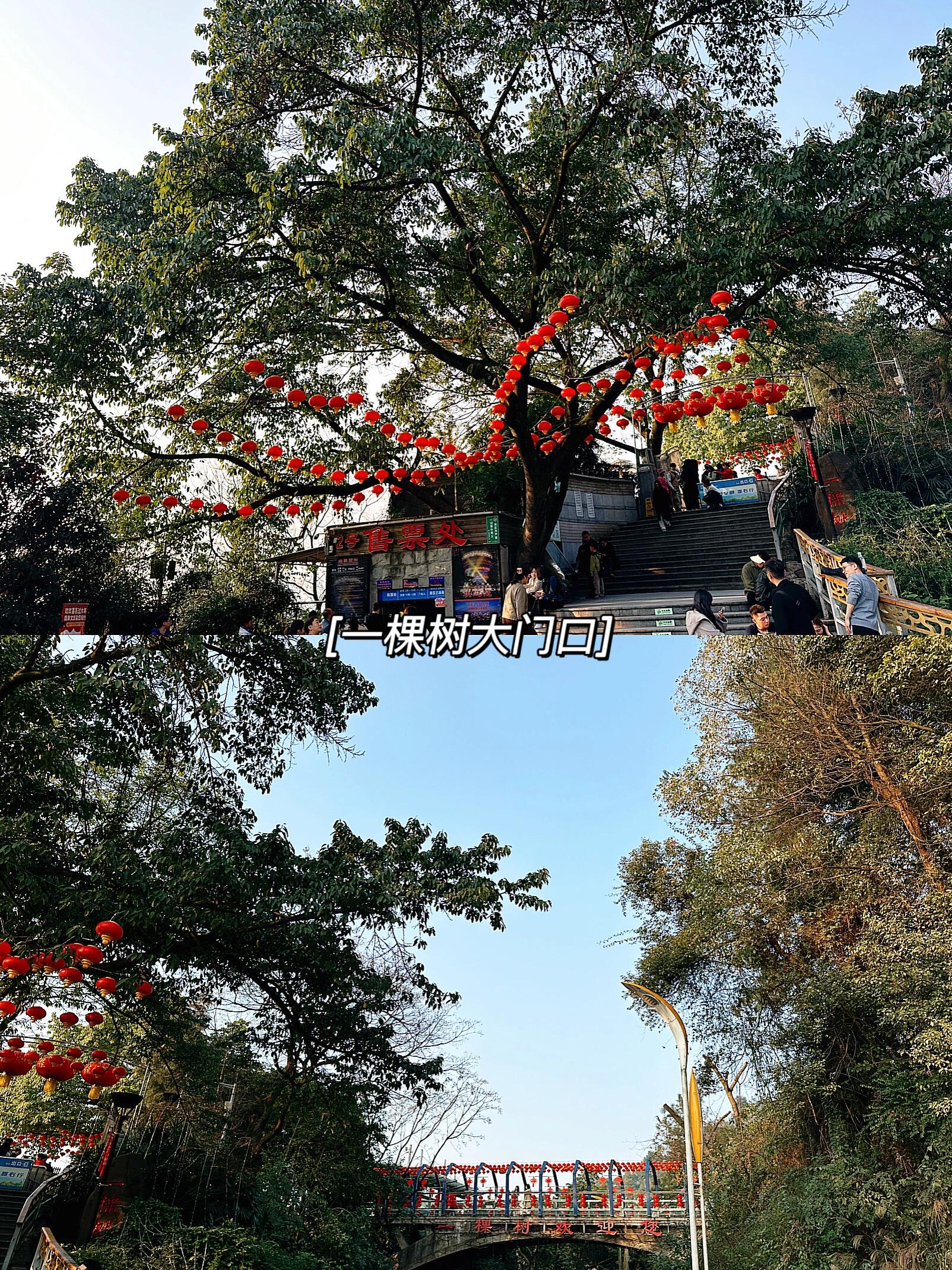 南山一棵树98游玩攻略  一棵树98主要是看夜景91的,就在老君洞