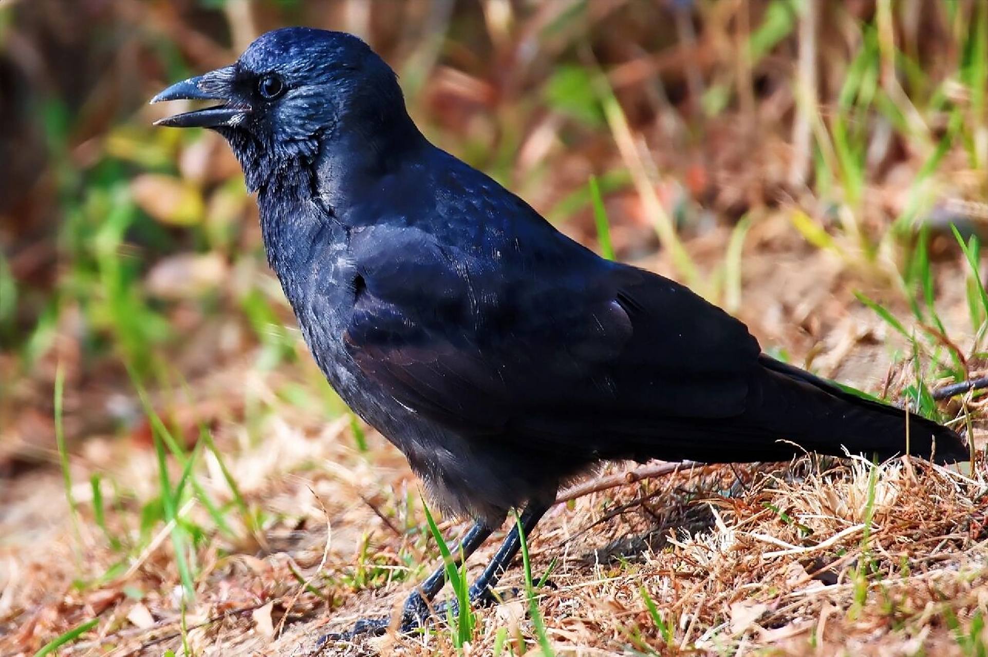 是鸦科,鸦属中数种黑色鸟类的俗称.又叫老鸹,嘴大喜欢鸣叫.