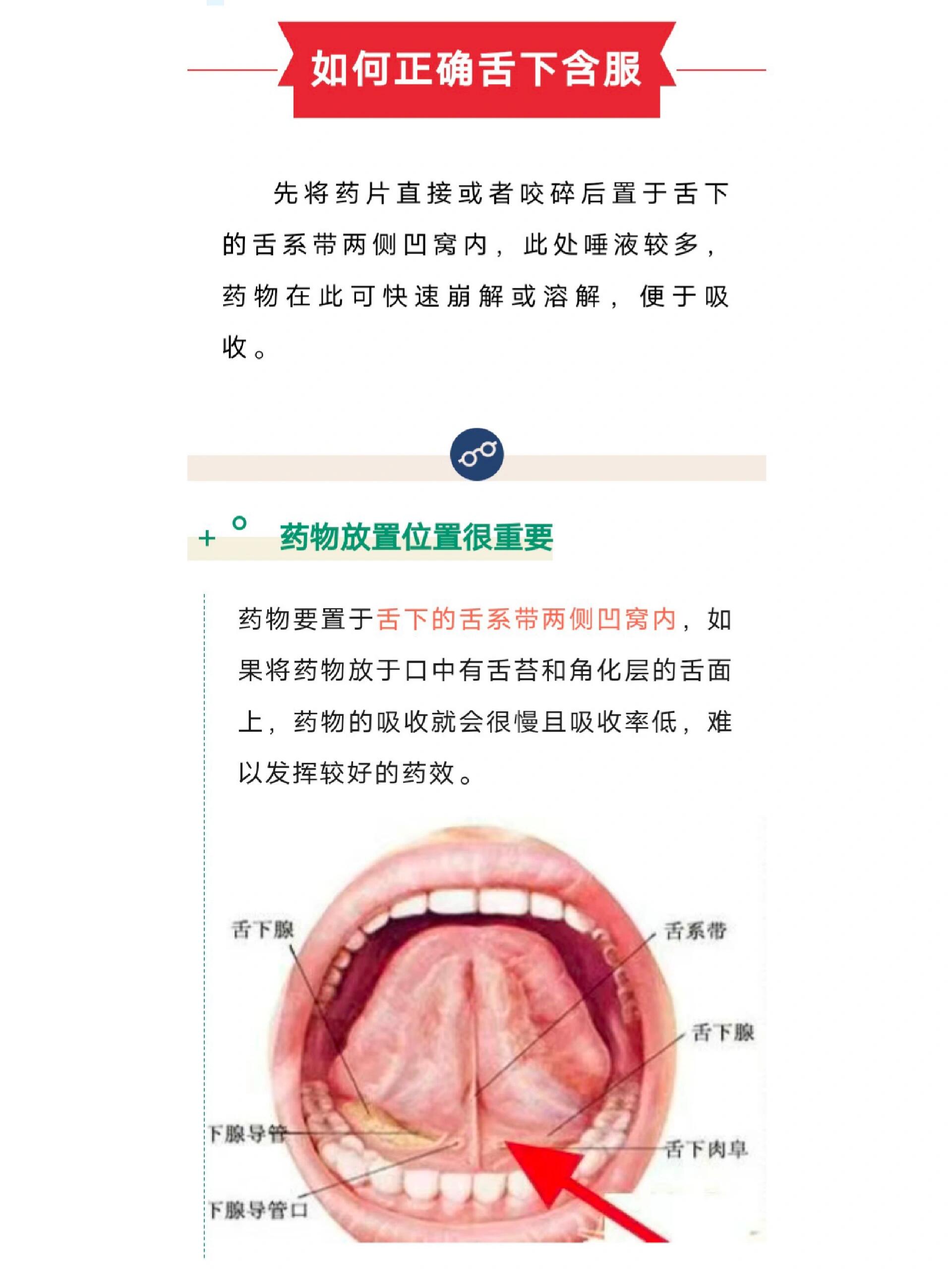 舌下构造图图片