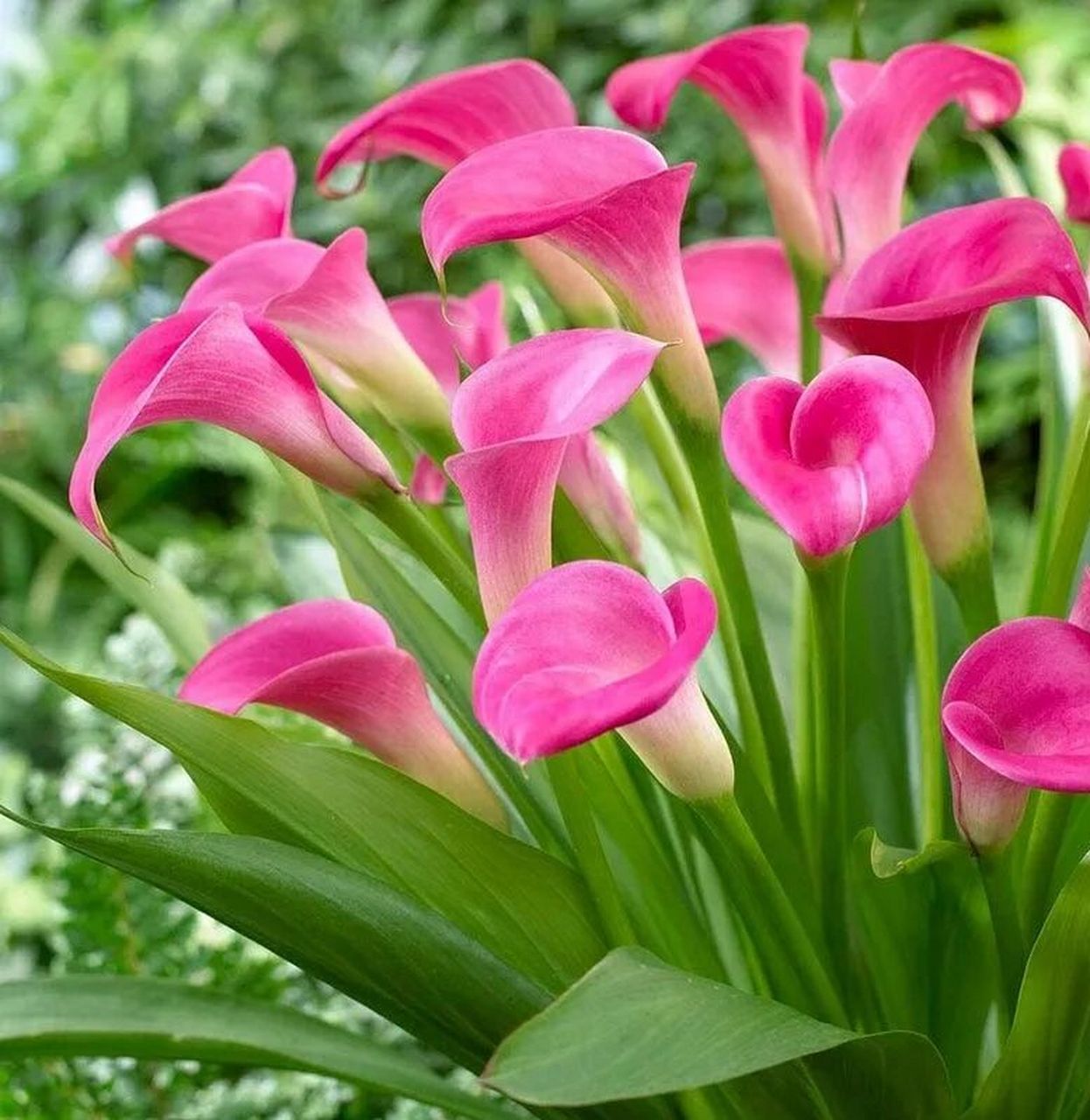 马蹄莲~     中文名:马蹄莲 拉丁学名:zantedeschia aethiopica (l.