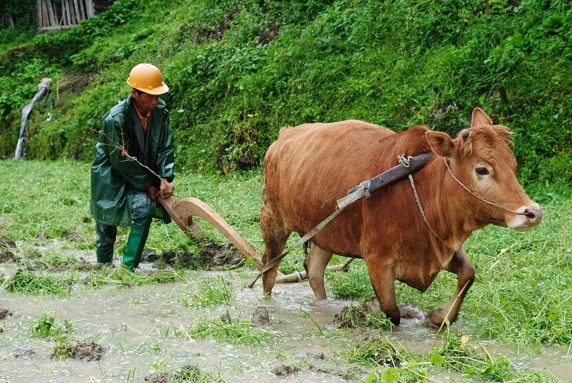 种地的老农民图片大全图片