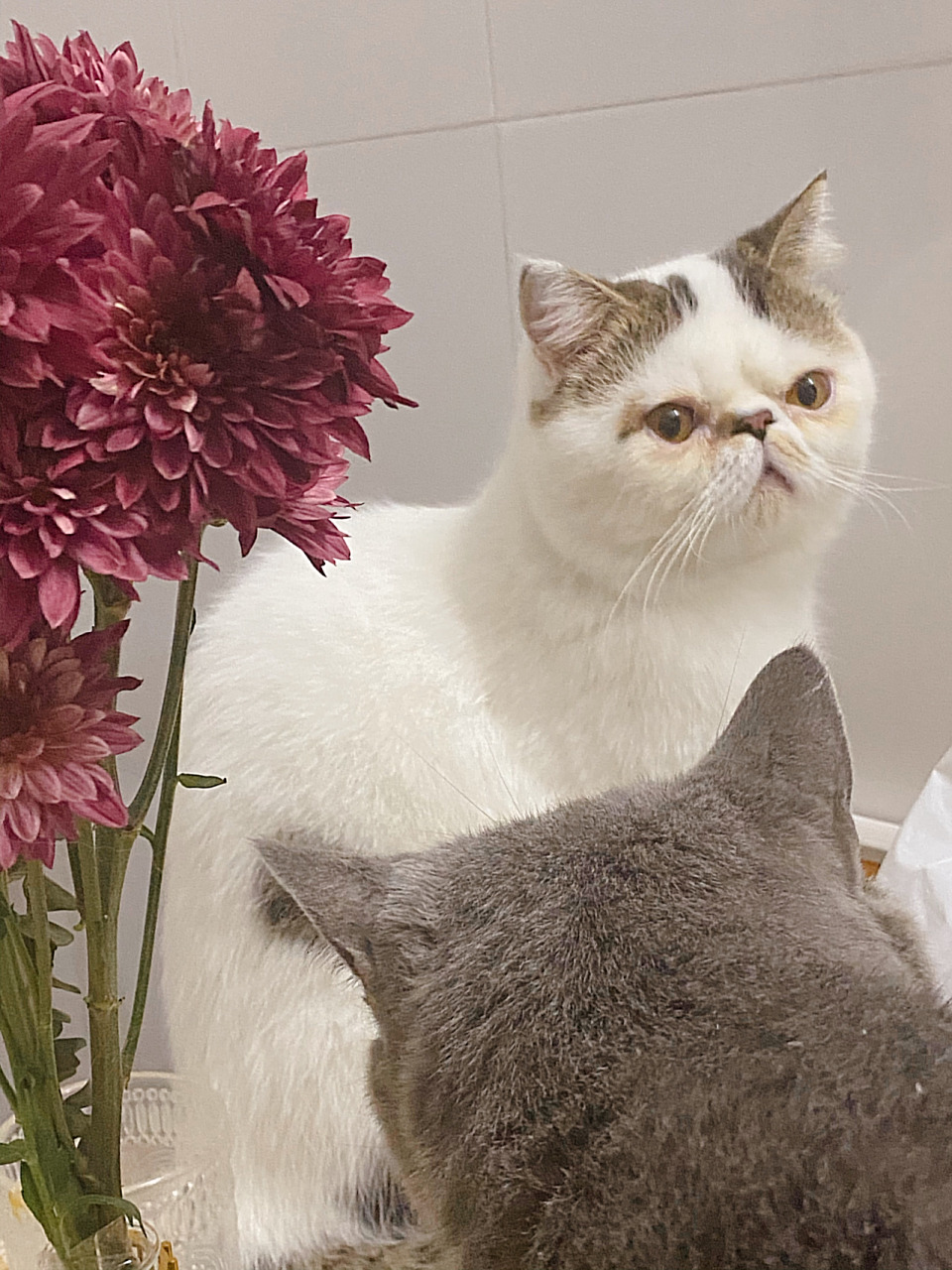 加菲跟英短蓝白配种会生出什么样 加菲在没注意的时候把蓝白上了