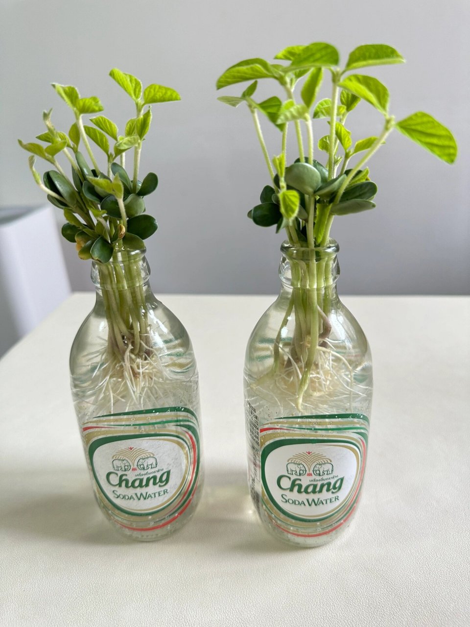 水培黄豆🌿颜值居然也很高～ 水培了大约18天左右的黄豆,高度马上60