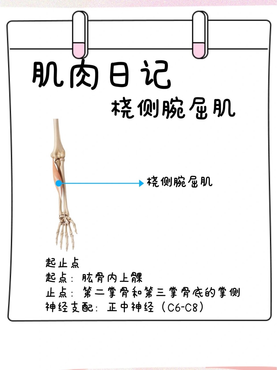 桡侧腕屈肌起止点图片