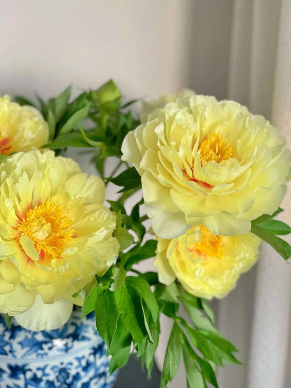 芭茨拉芍药开得太美丽