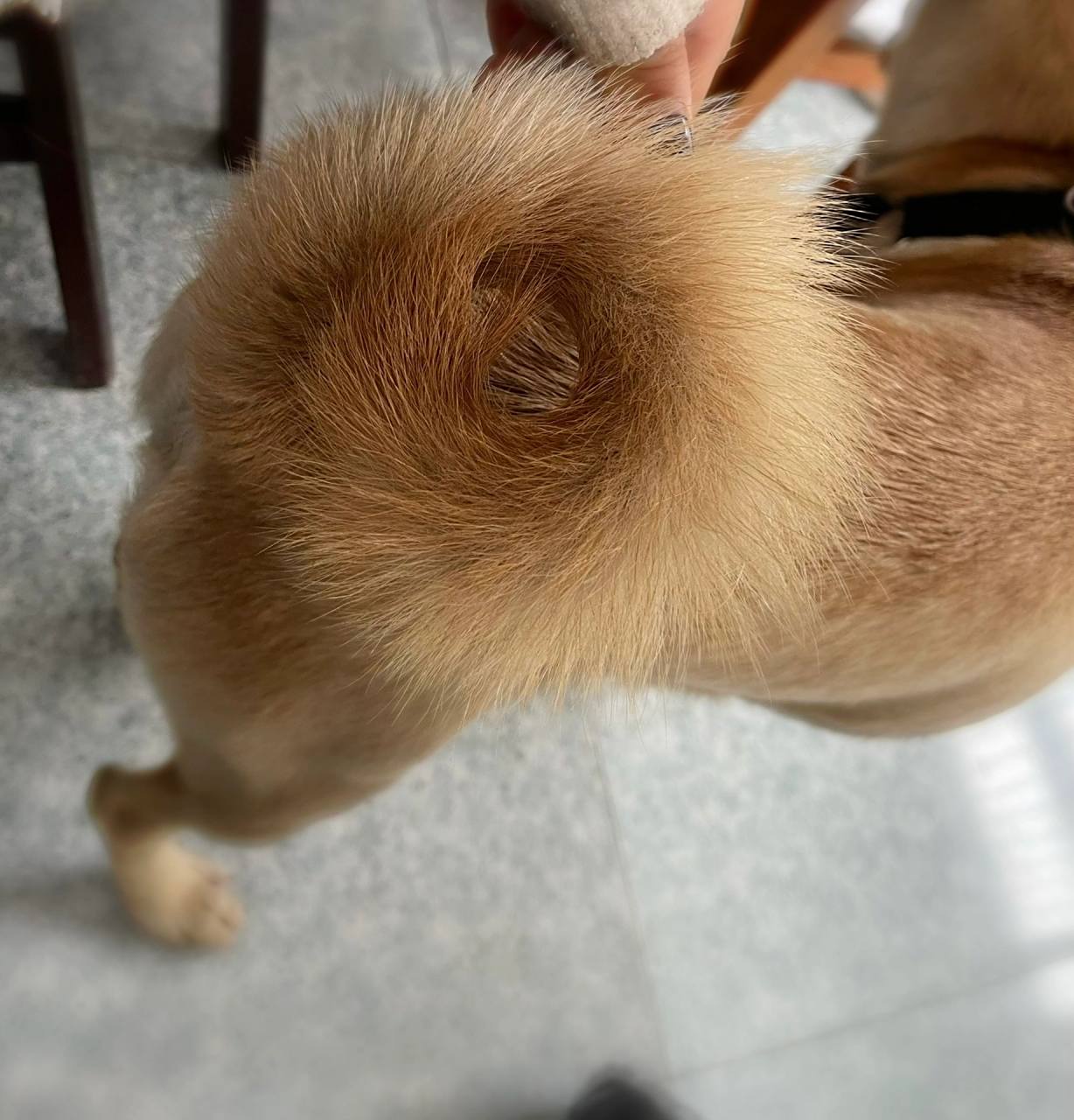 金钱90卷尾巴中华田园犬 小时候的尾巴是直的,长大后尾巴就这样像