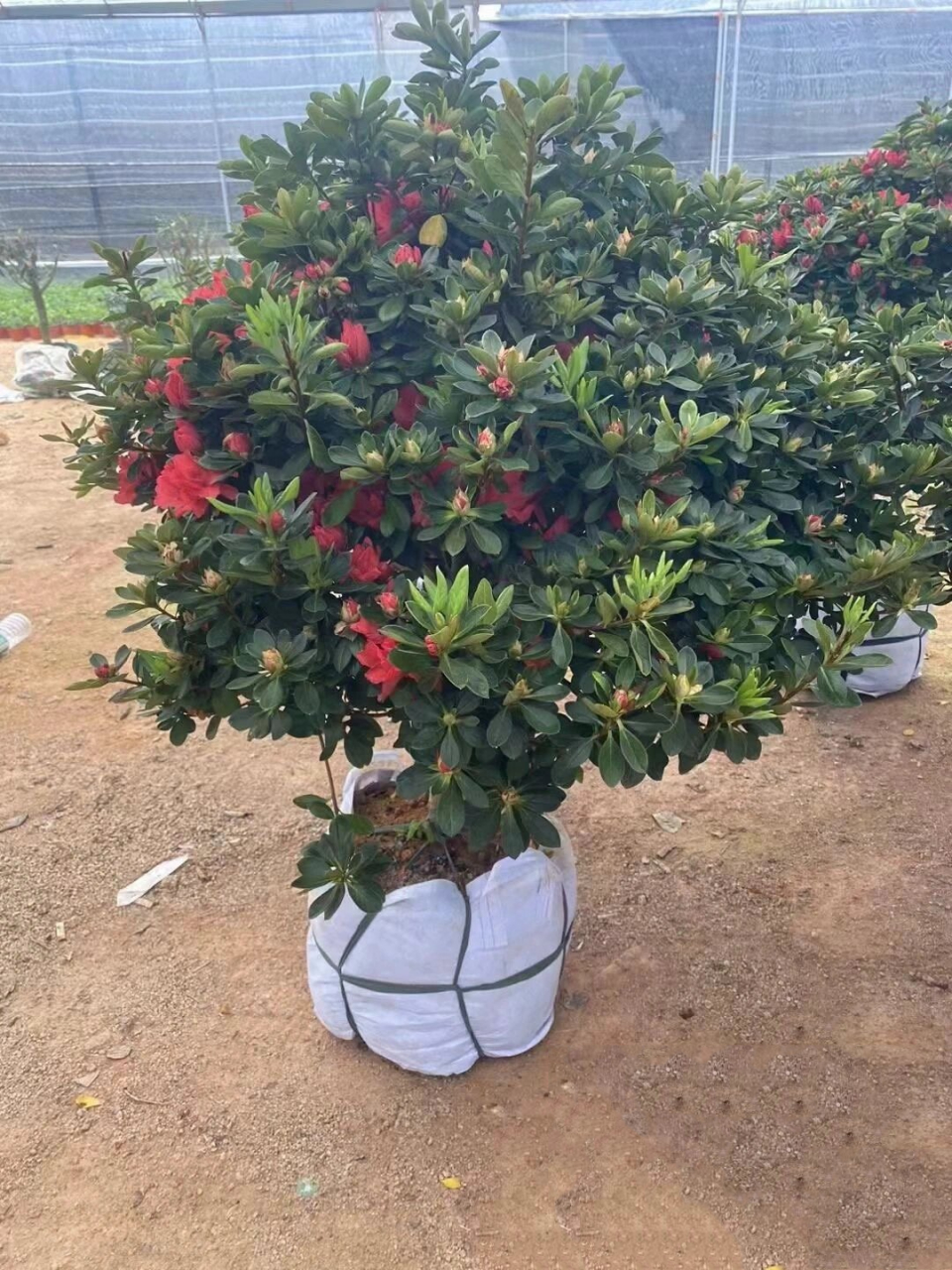 原生精品丹东红杜鹃 杜鹃 原生大颗精品丹东红