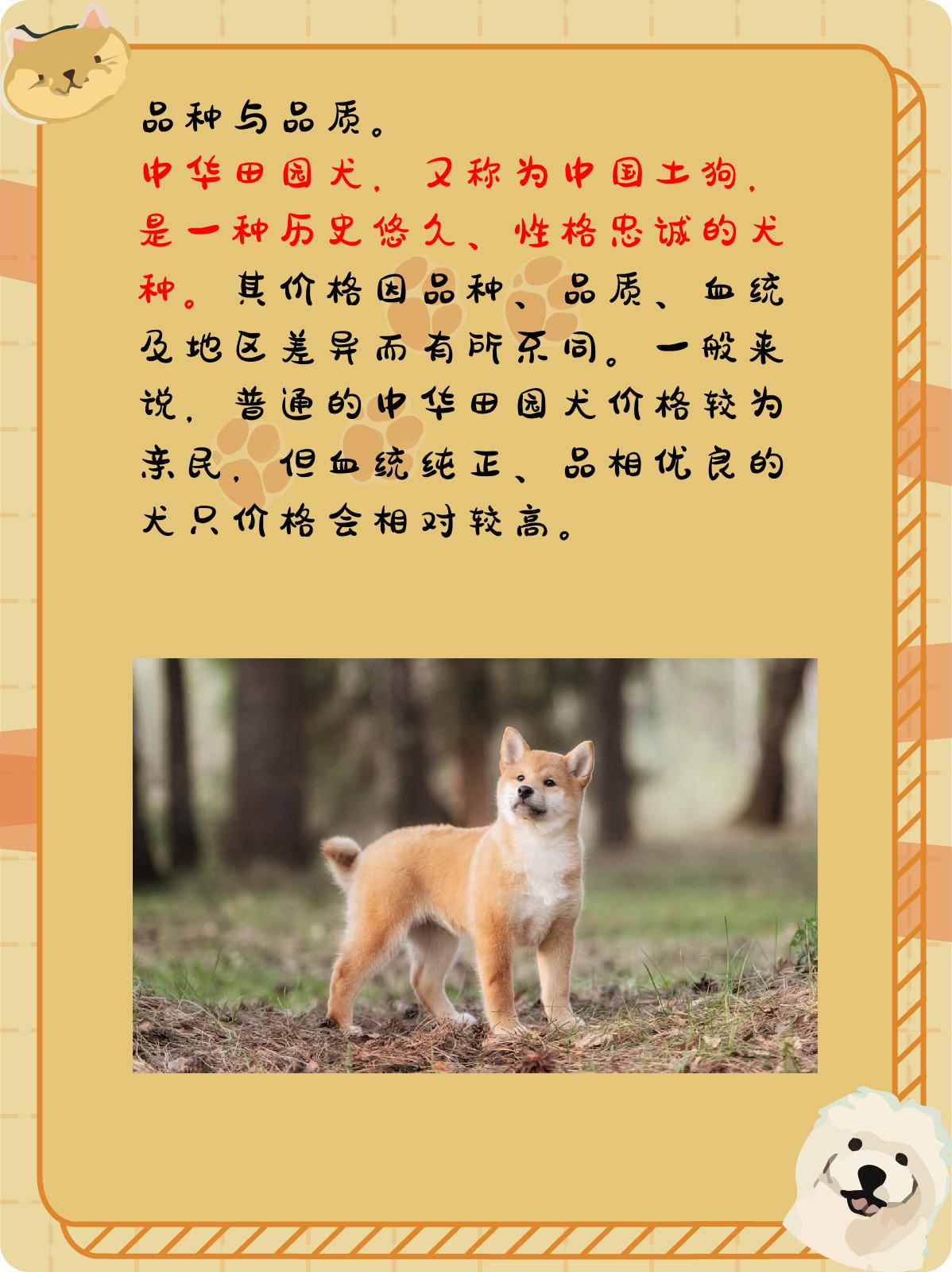 中华田园犬多少钱一只
