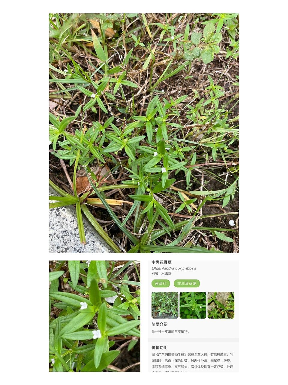 每天学习一种植物12|伞房花耳草/水线草 伞房花耳草 茜草科	非洲耳草