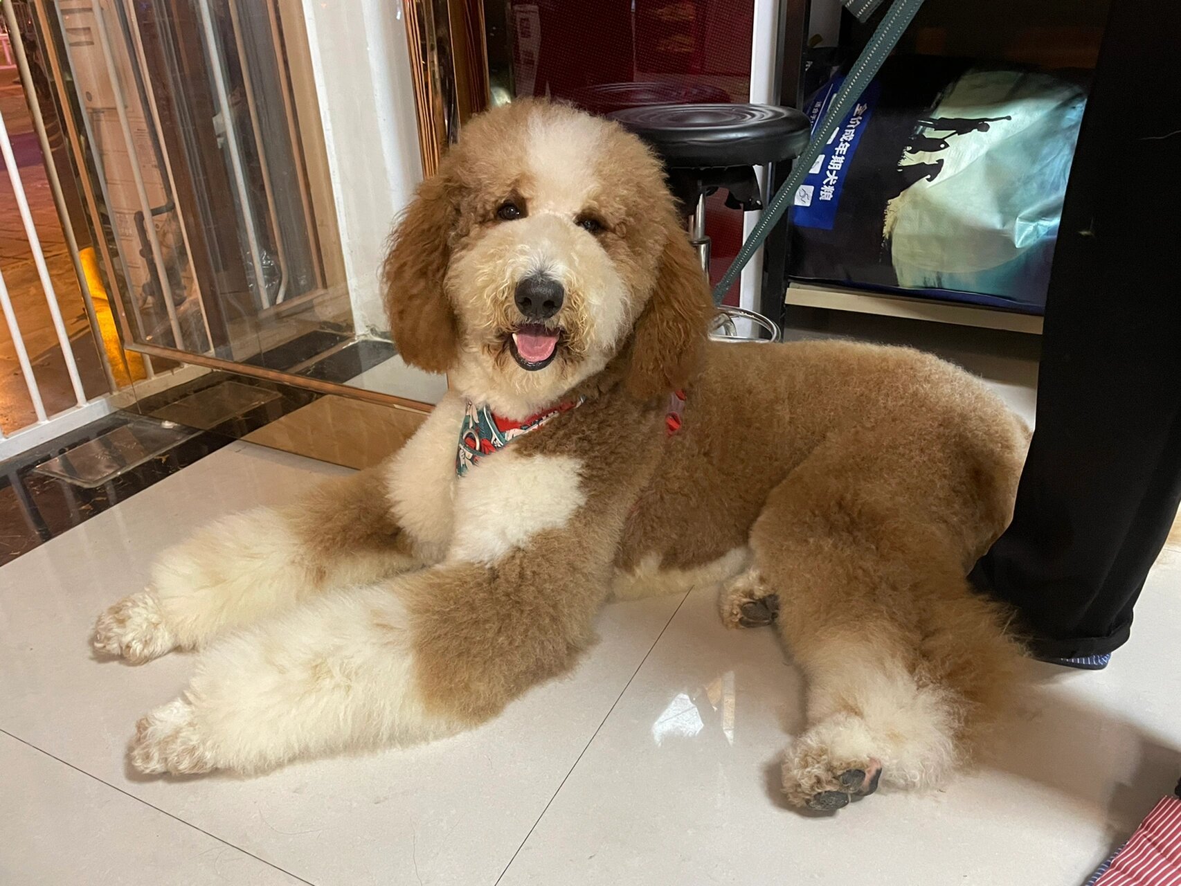 香槟色巨贵犬三个月 给小狗狗的爱太多 对大狗狗的爱就少了😭 💙