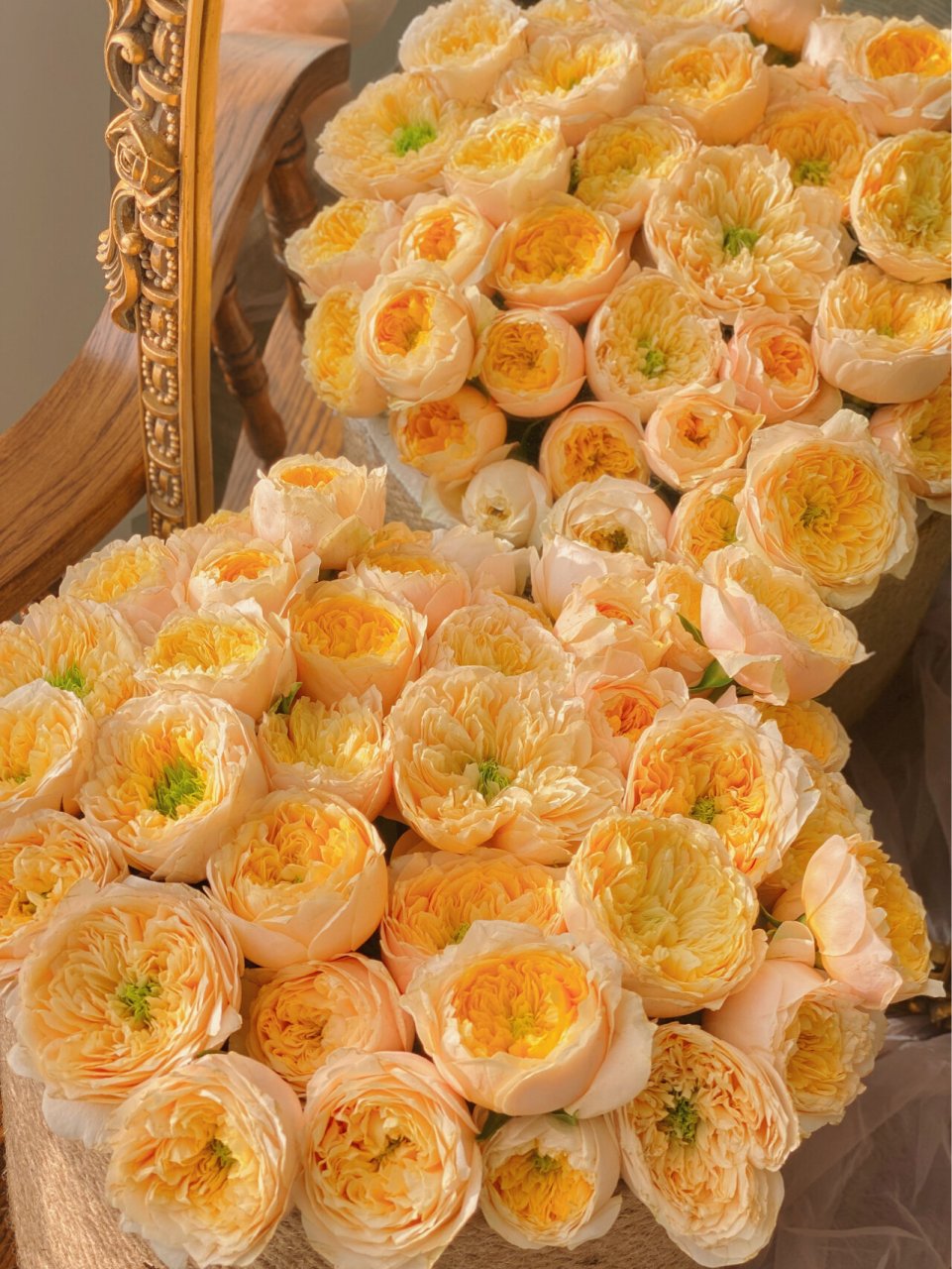 玫瑰和爱一样温柔 |网购鲜花 多头黄蝴蝶 养了很多次黄蝴蝶,这次最