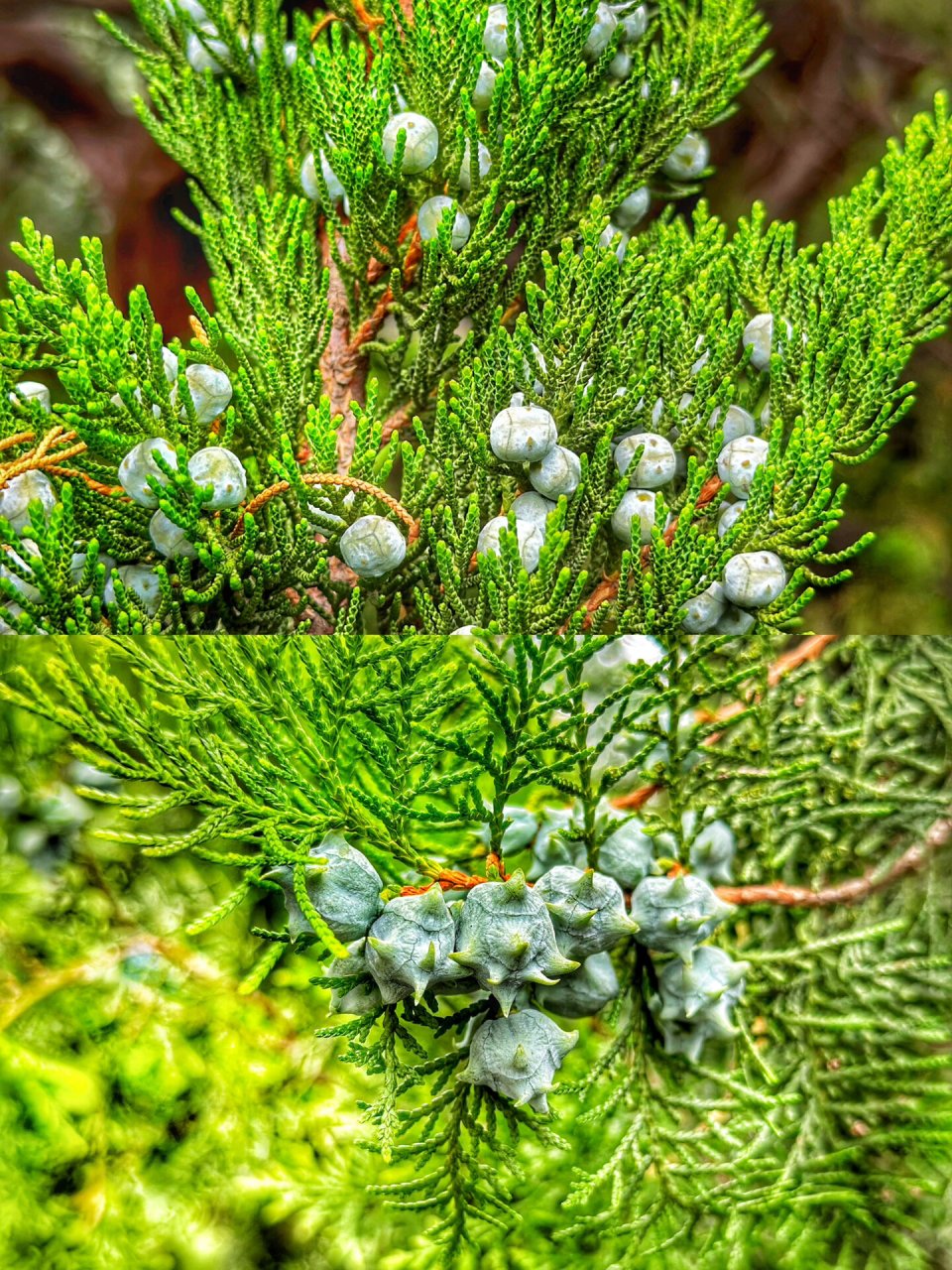 观柏树 痴迷不要紧 行动起来 柏子真好看   上图是龙柏树子 下图是