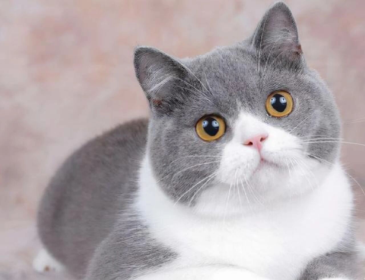 开元棋牌- 开元棋牌官网 - 开元棋牌APP下载从婚姻失败到全网羡慕宋慧乔的单身秘籍：女人爱自己才是王道