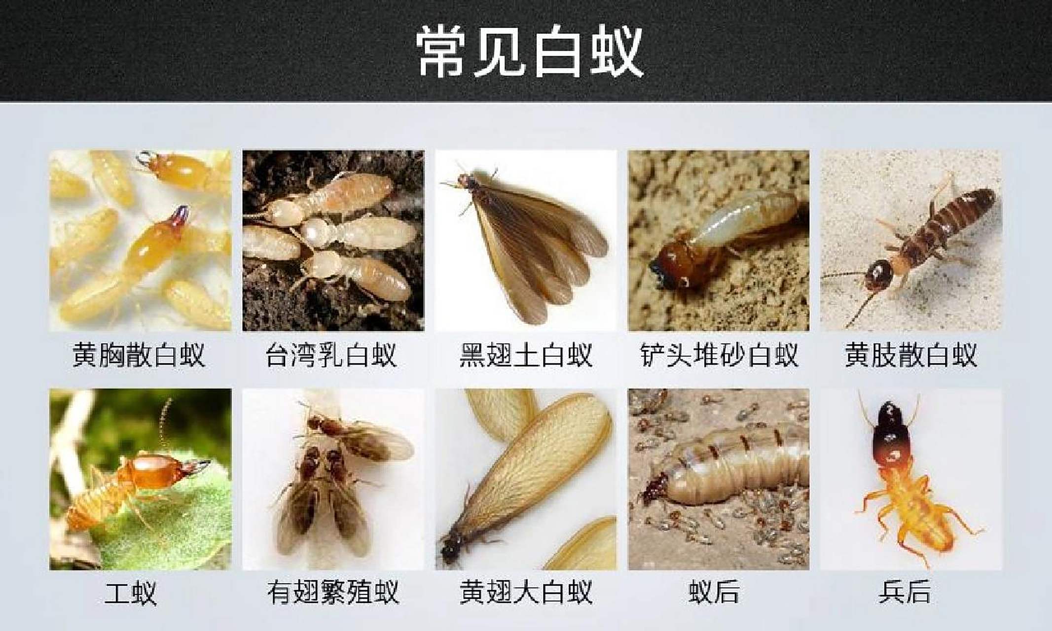 常见白蚁种类及危害和防治方法 白蚁的种类有很多种,我国已知有白蚁四