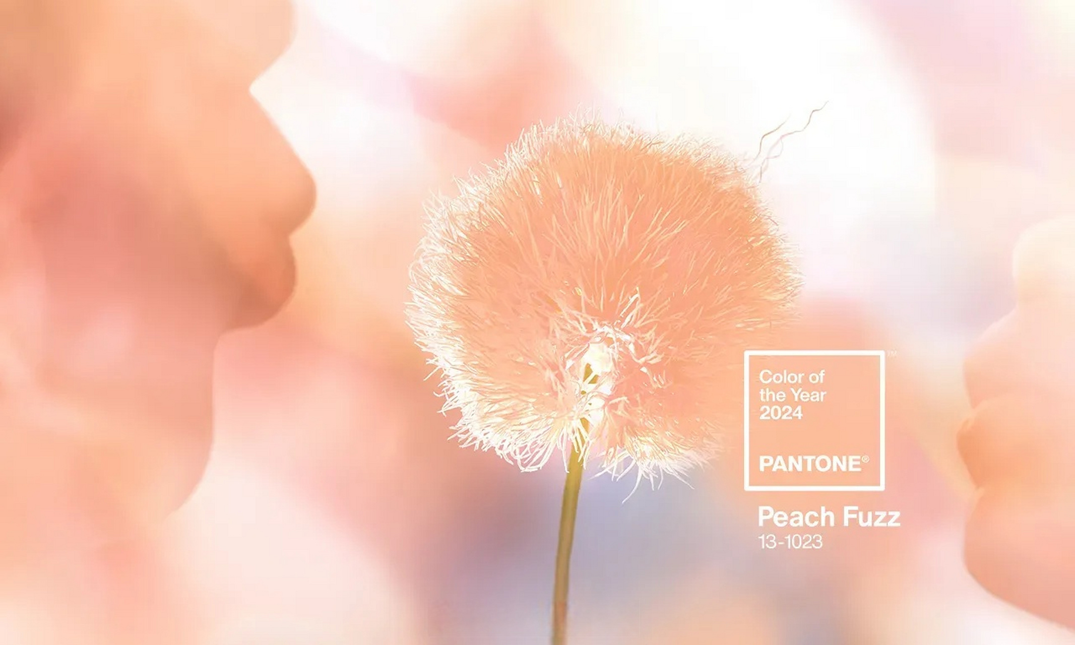 peach fuzz图片