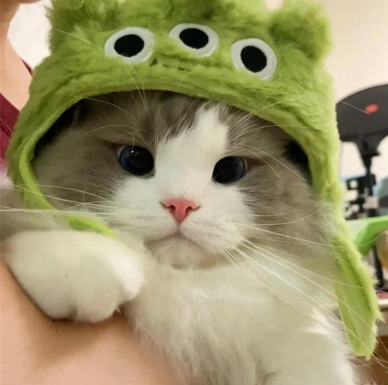 可爱小猫,在线卖萌93