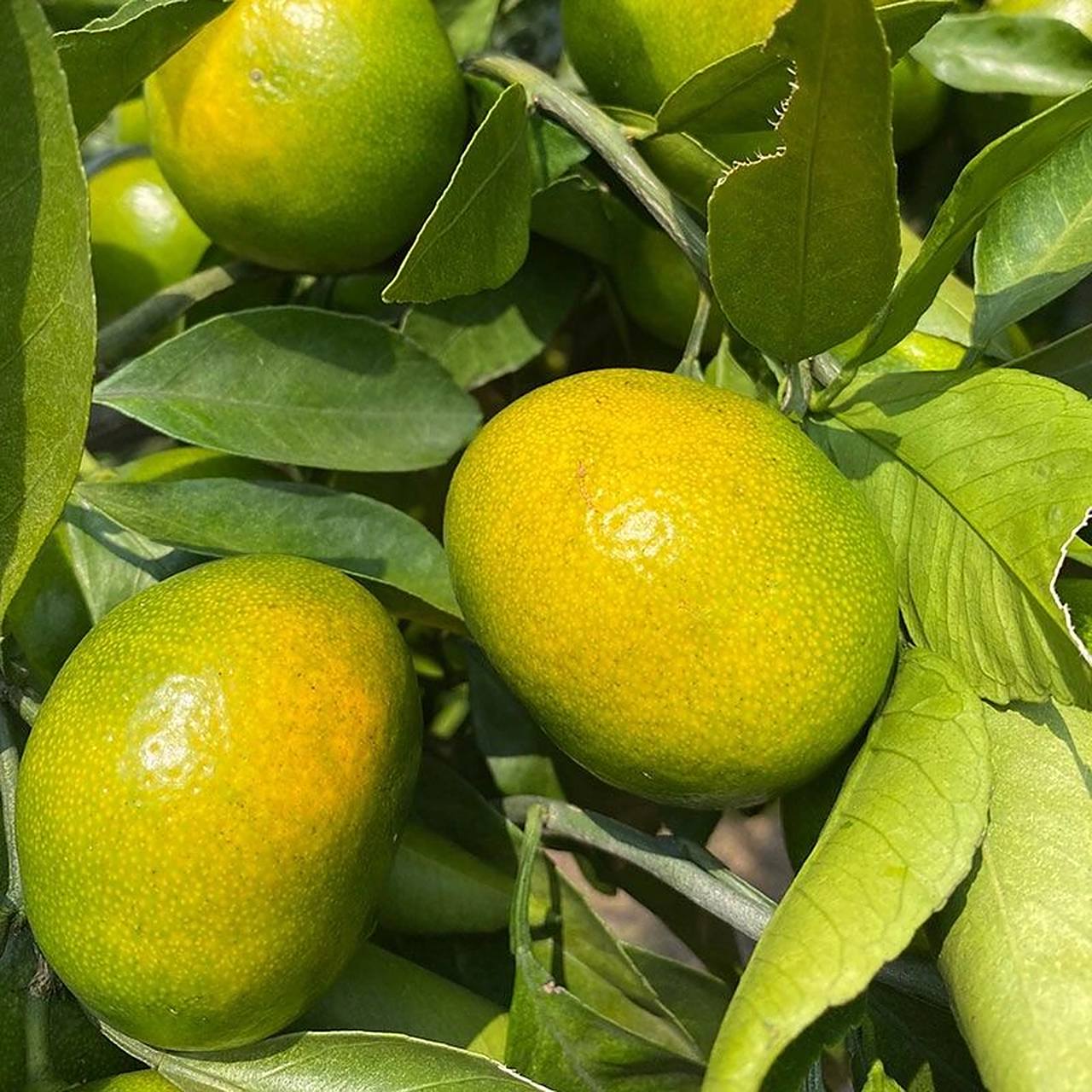 今日优选新鲜蜜桔现摘云南早熟青皮无籽桔子酸甜孕妇水果批发5斤包邮