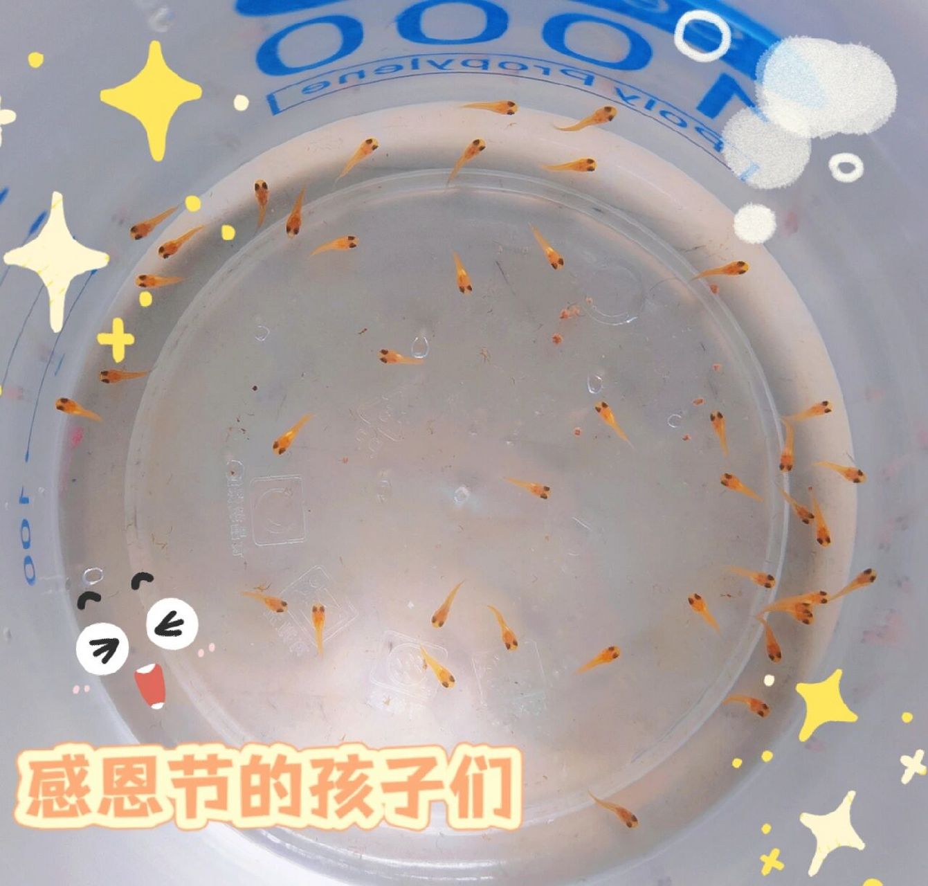 我家金鱼生宝宝了|金鱼小宝宝喂啥吃的呀? 感恩节的小宝宝们