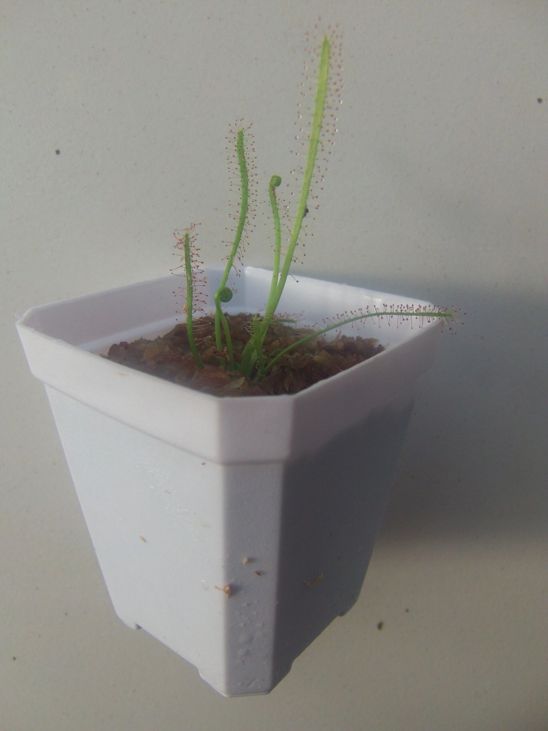 刚定植不久的哈伯瑞迪茅膏菜    刚定植不久,状态不错,期待爆盆.